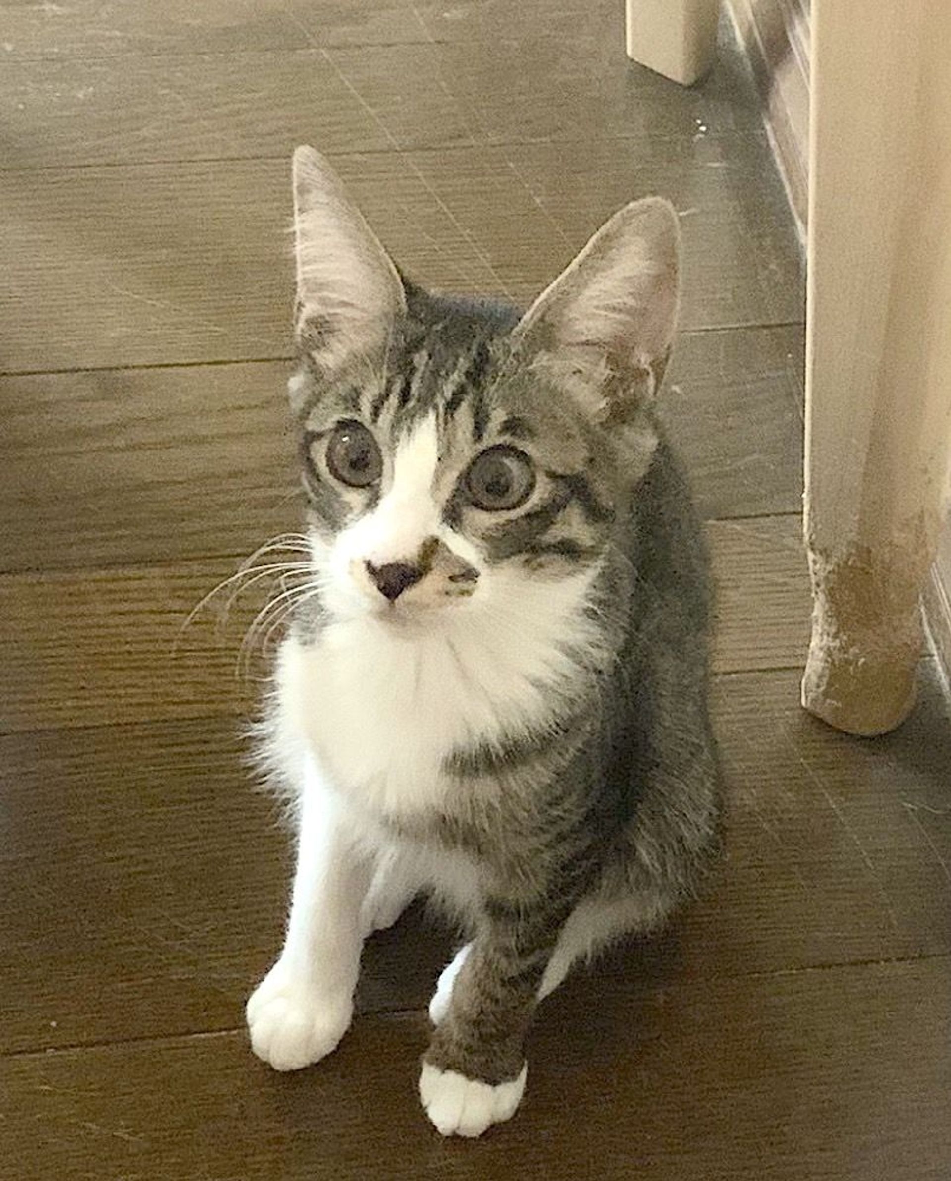 日本猫・オスの里親募集の写真