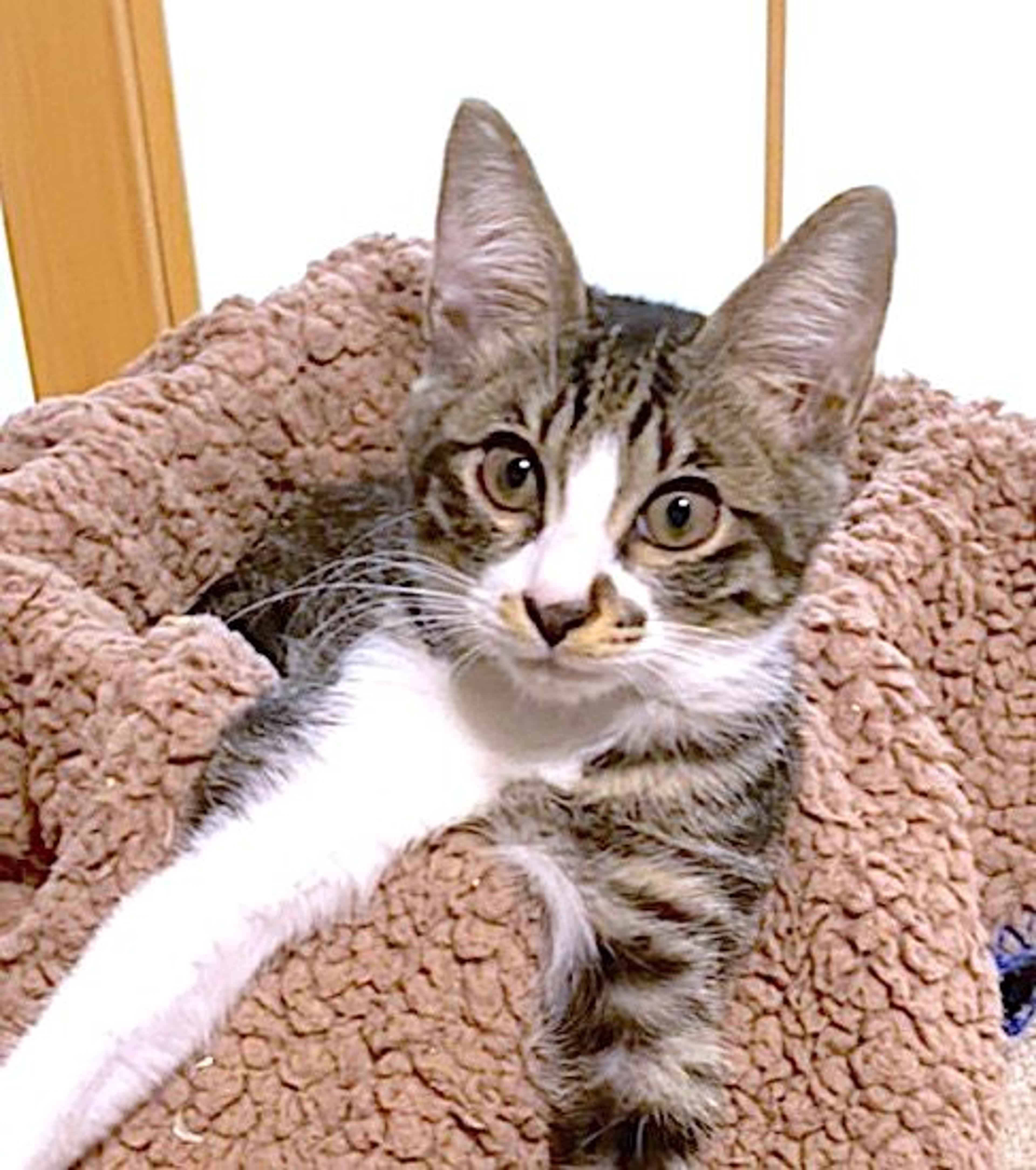 pet-image-2