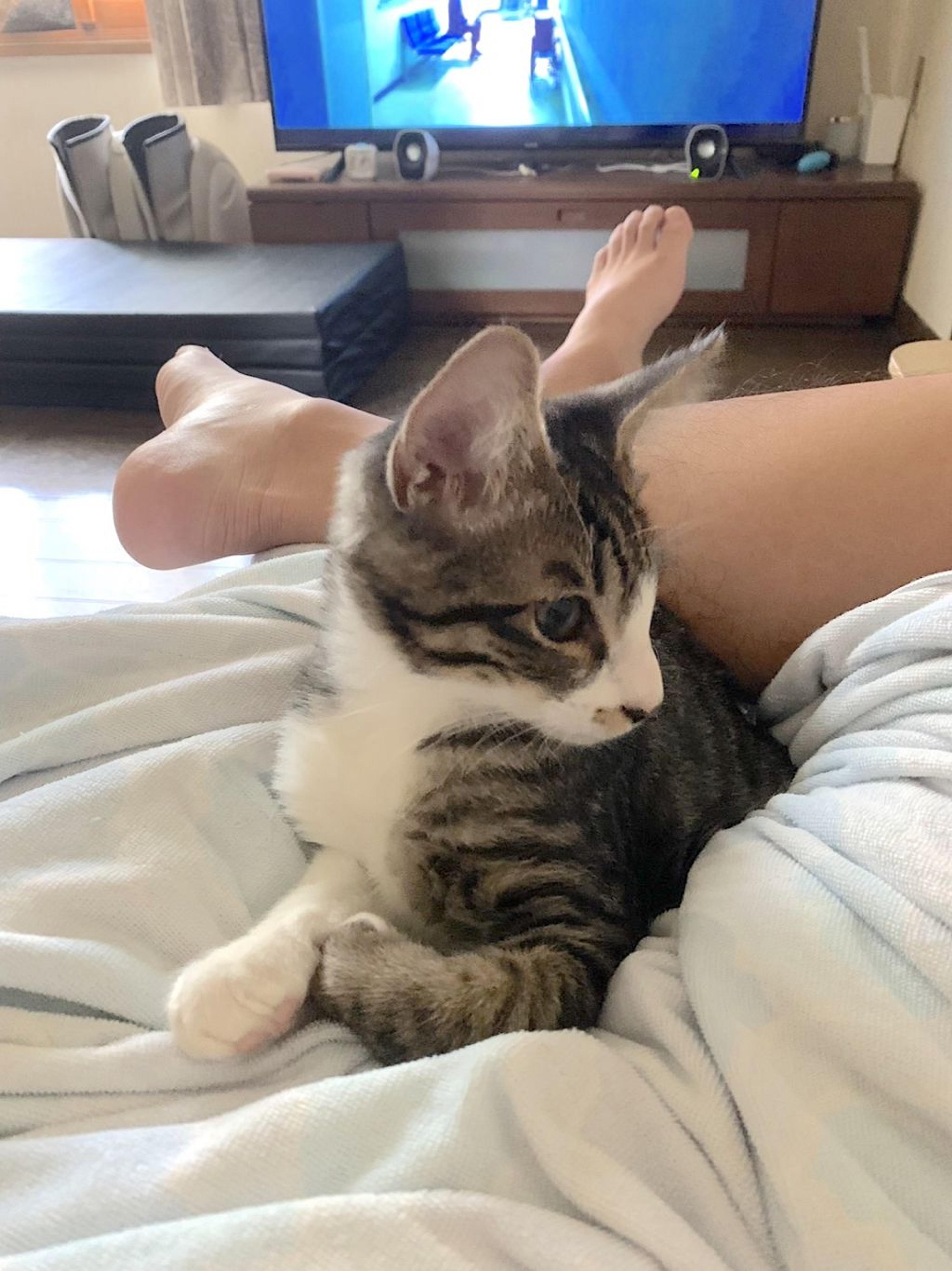 pet-image-3