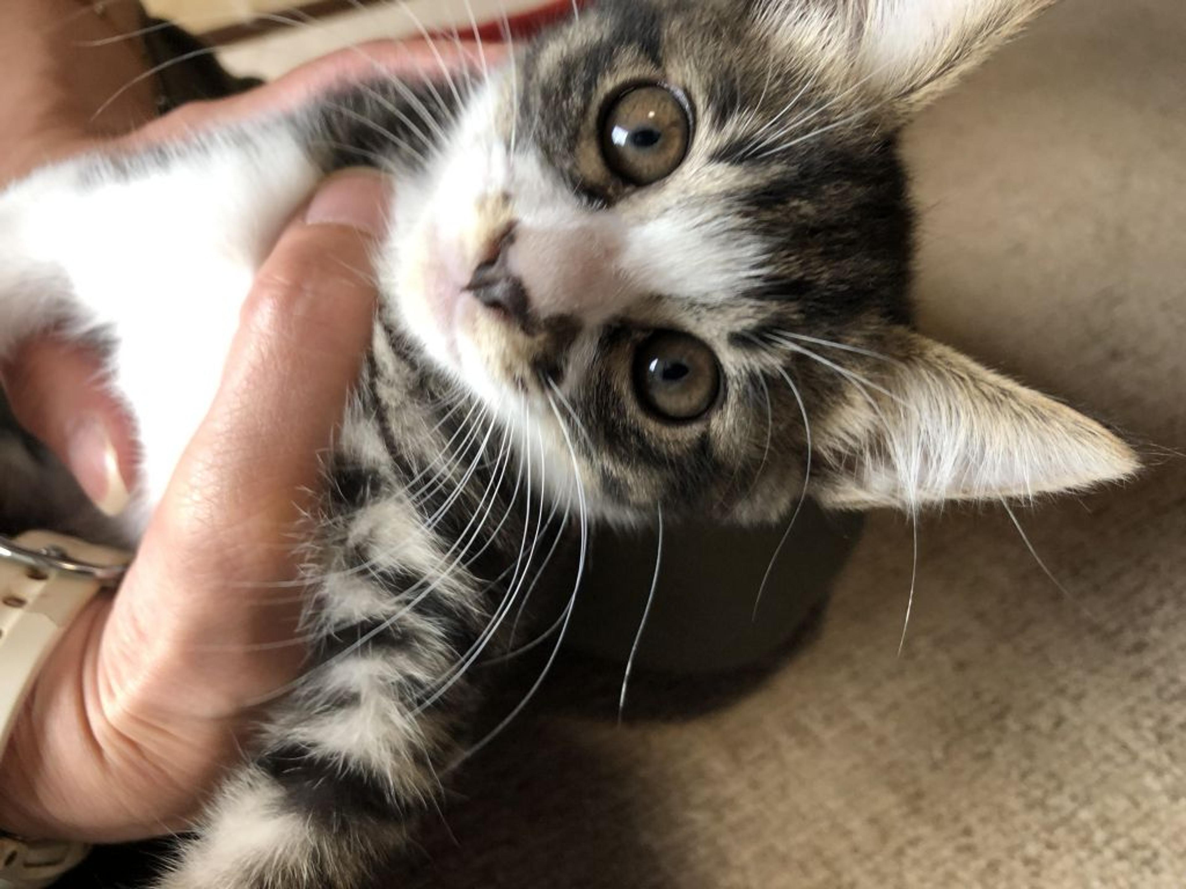 pet-image-4