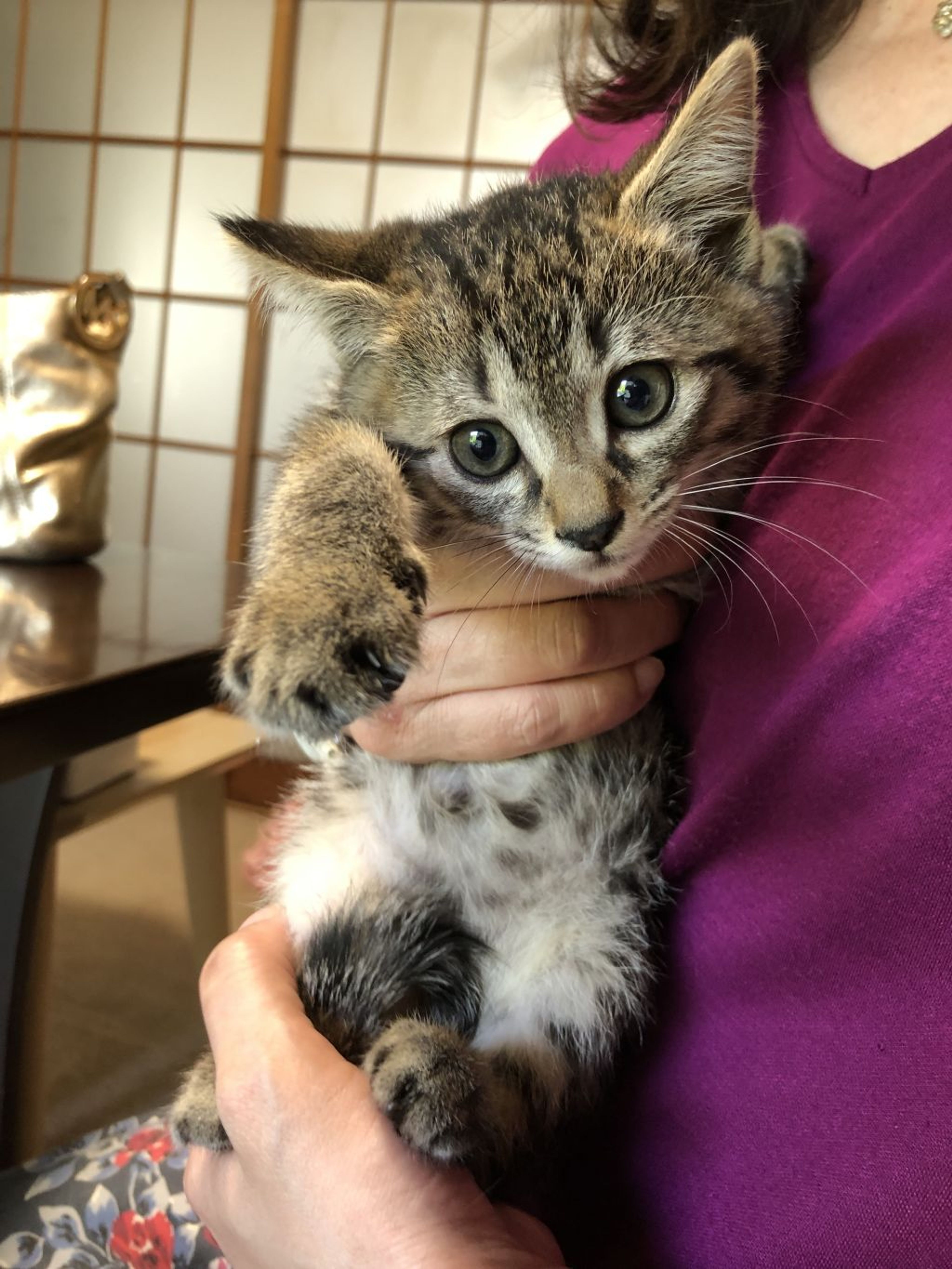 pet-image-3