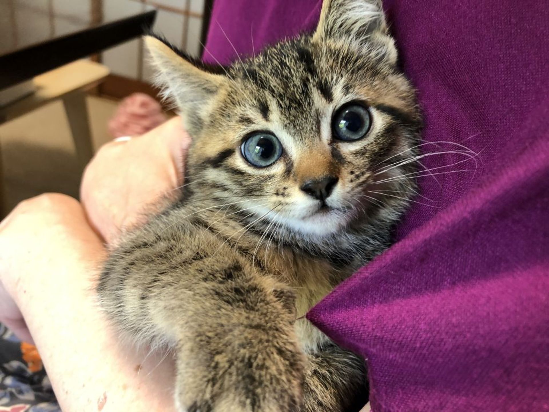 日本猫・オスの里親募集の写真