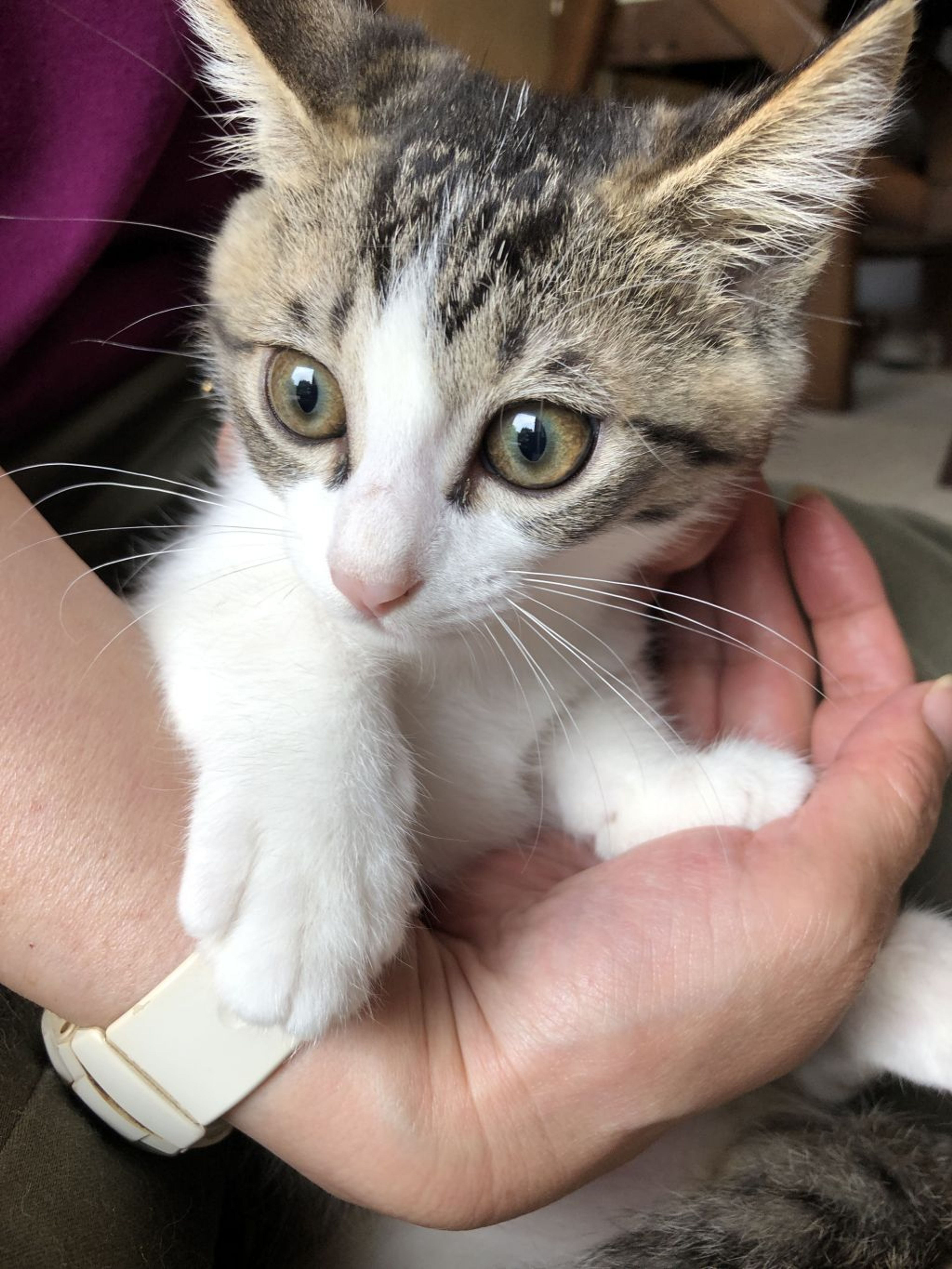 日本猫・オスの里親募集の写真