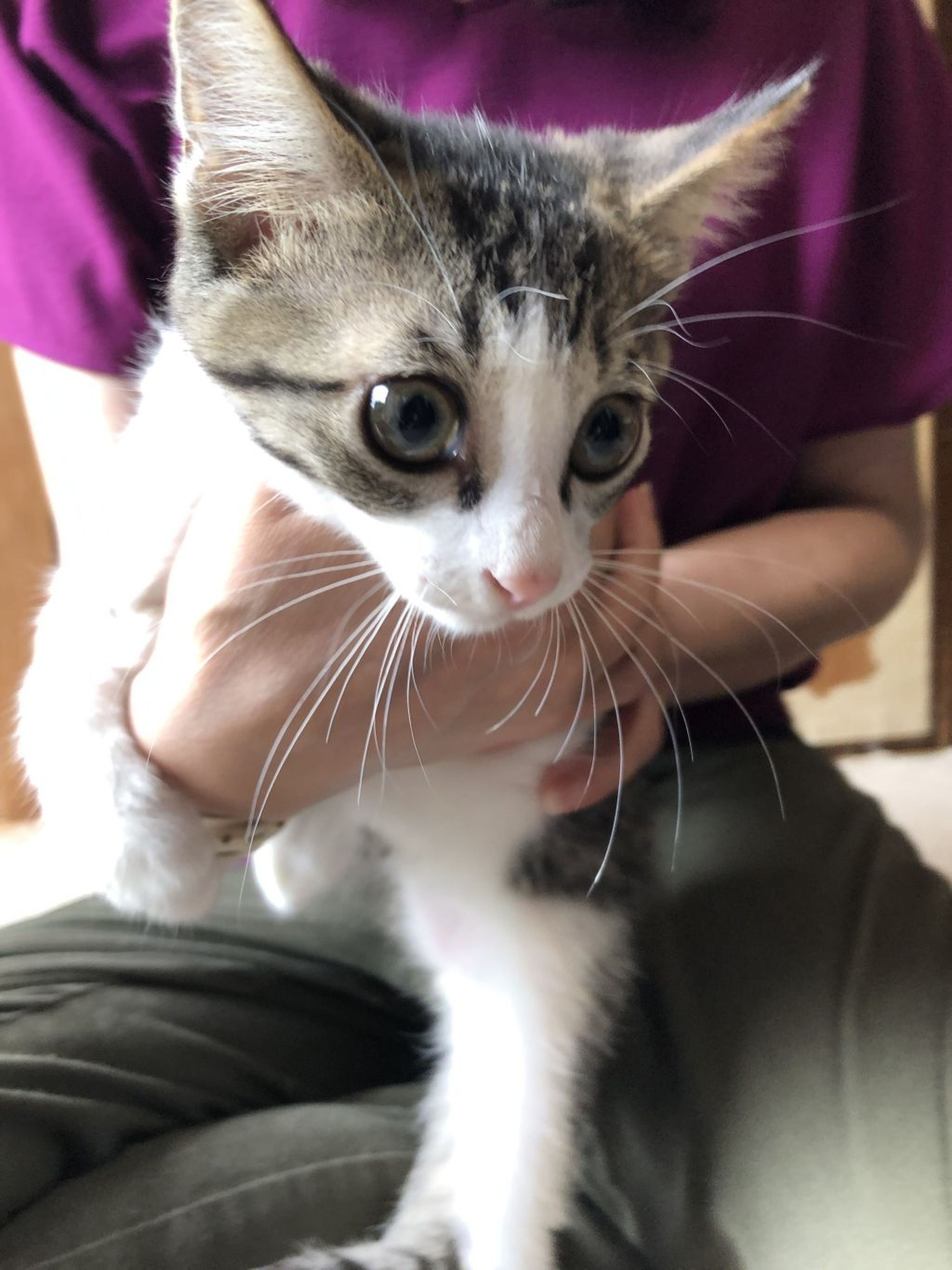pet-image-2