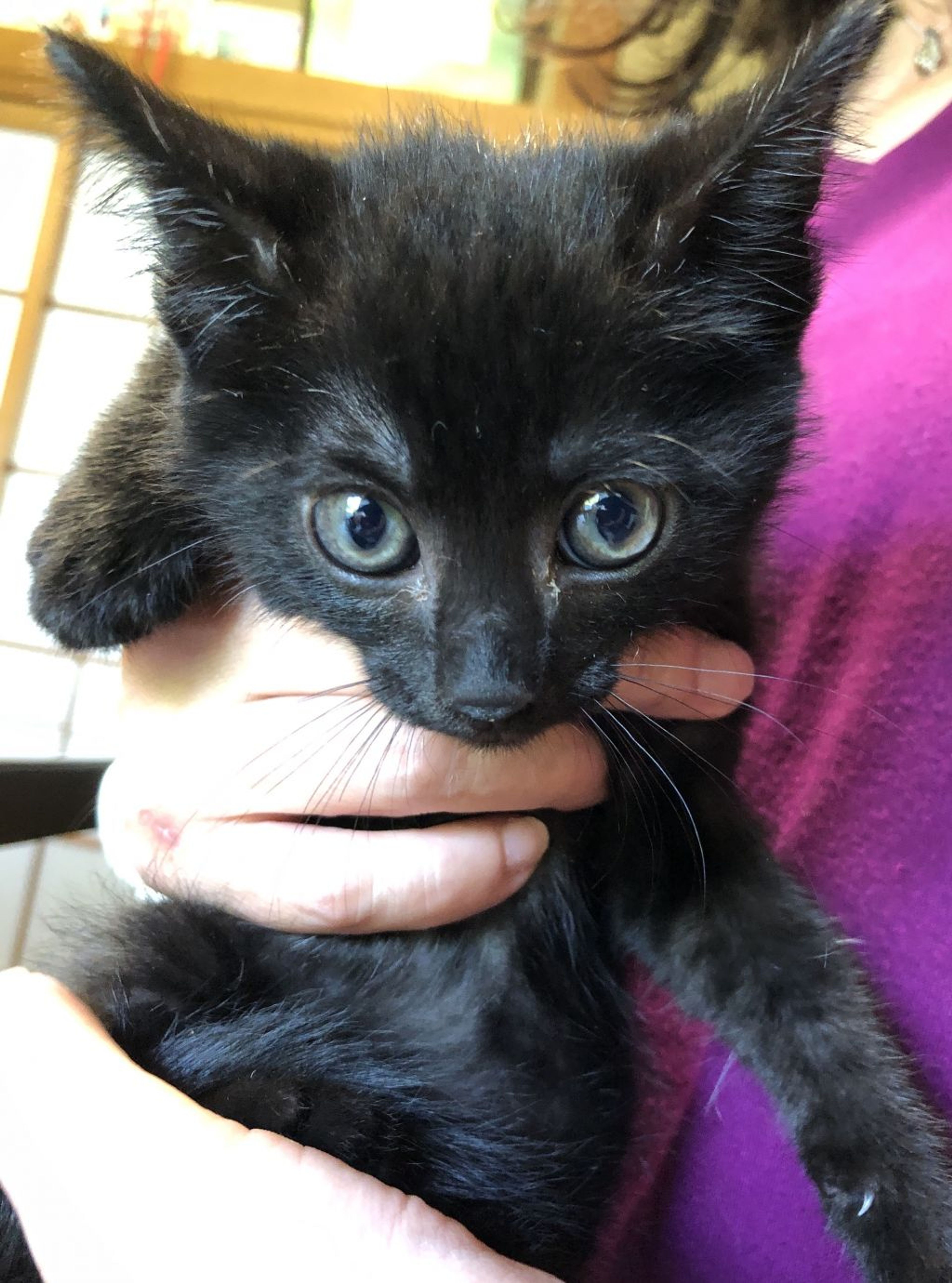 pet-image-2