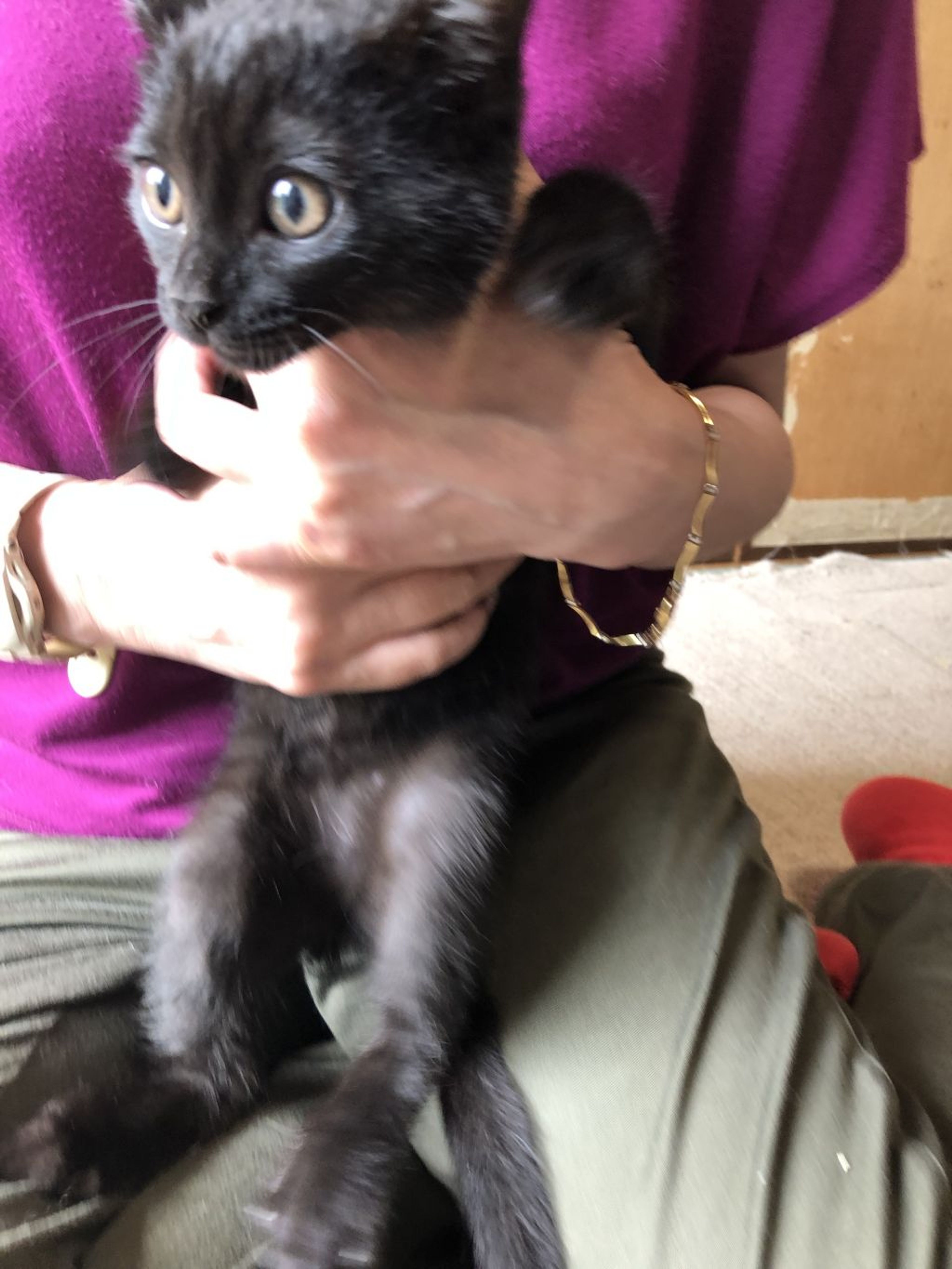 pet-image-3