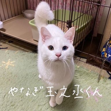やなぎ玉之丞の写真