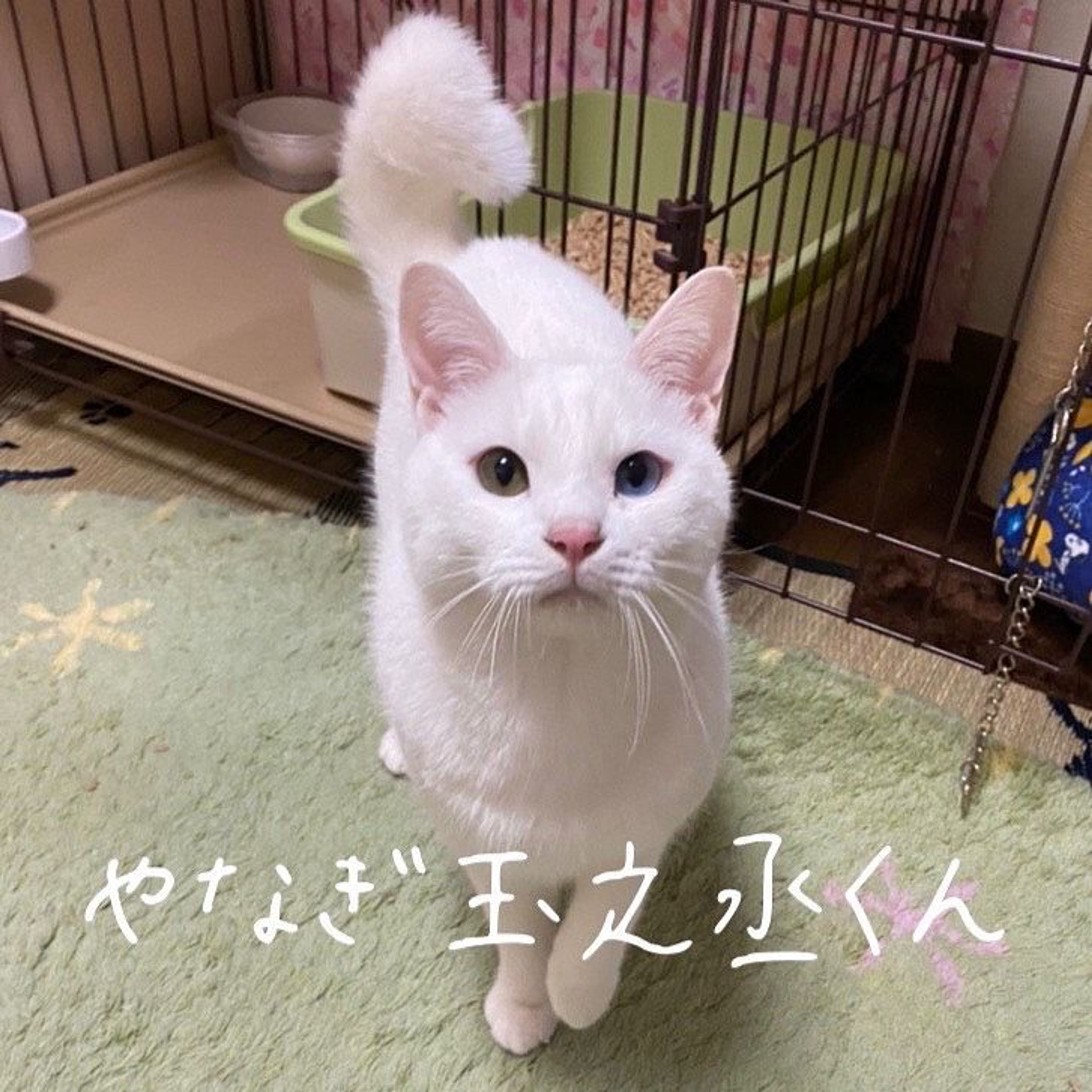 雑種（ミックス猫）・オスの里親募集の写真