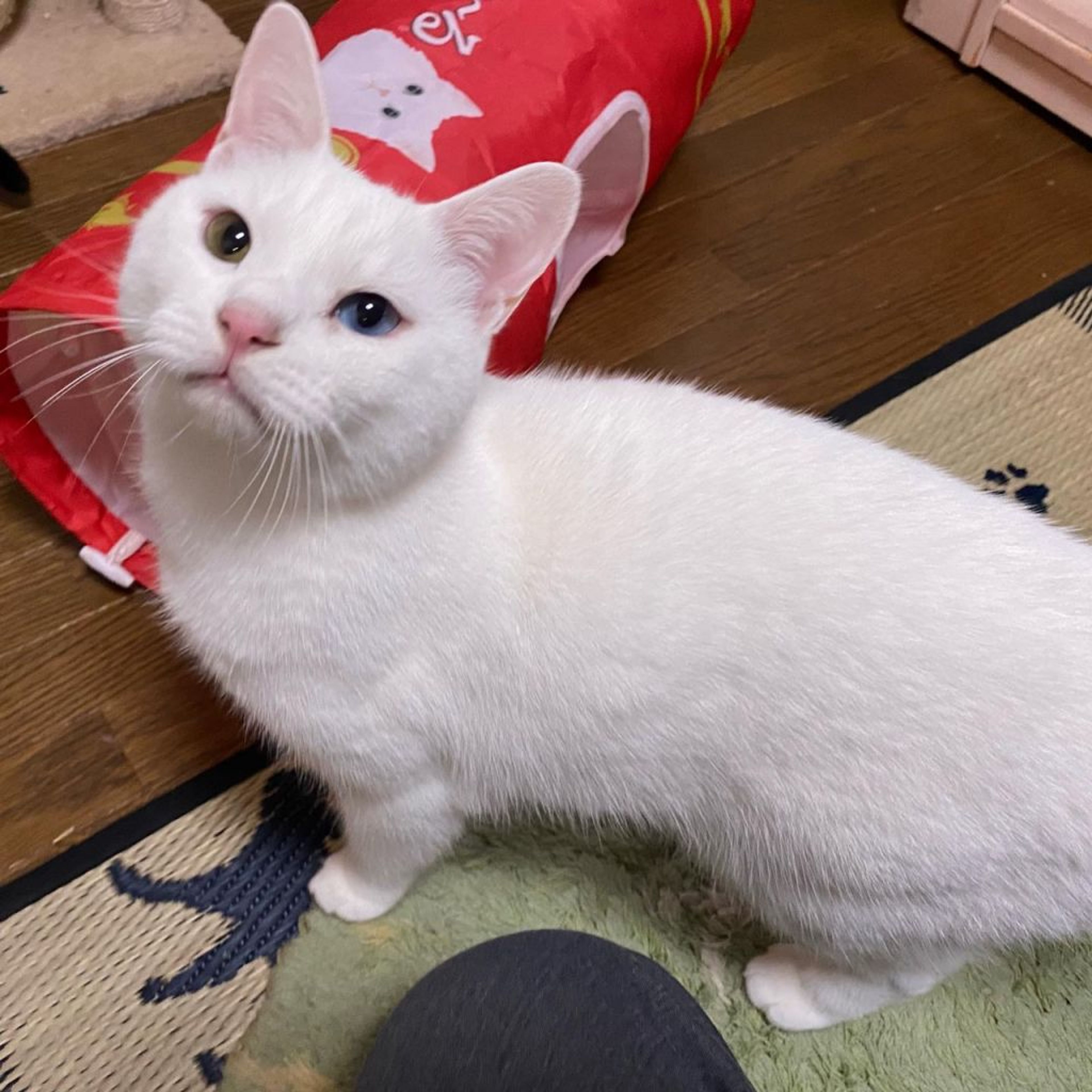 pet-image-2