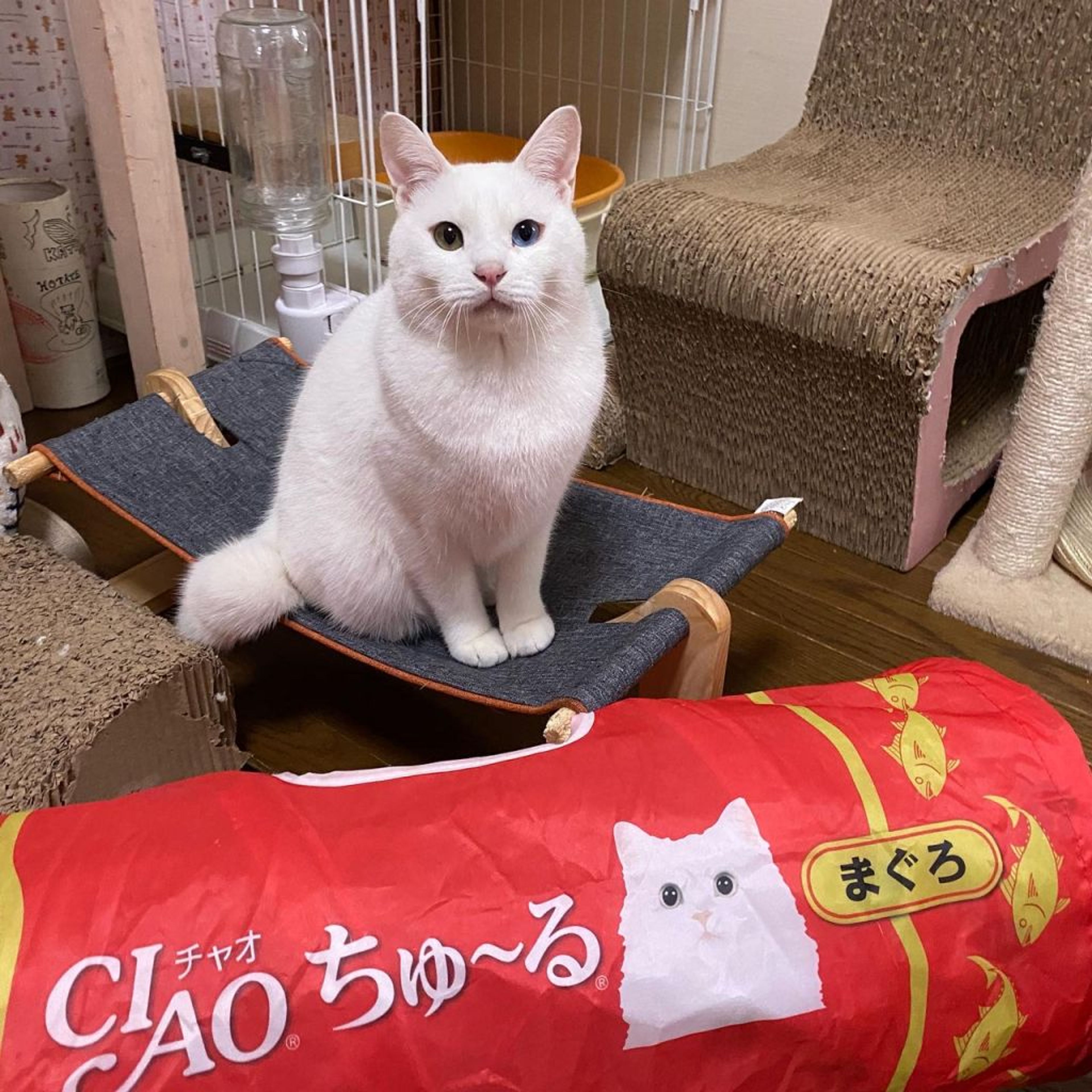 pet-image-3