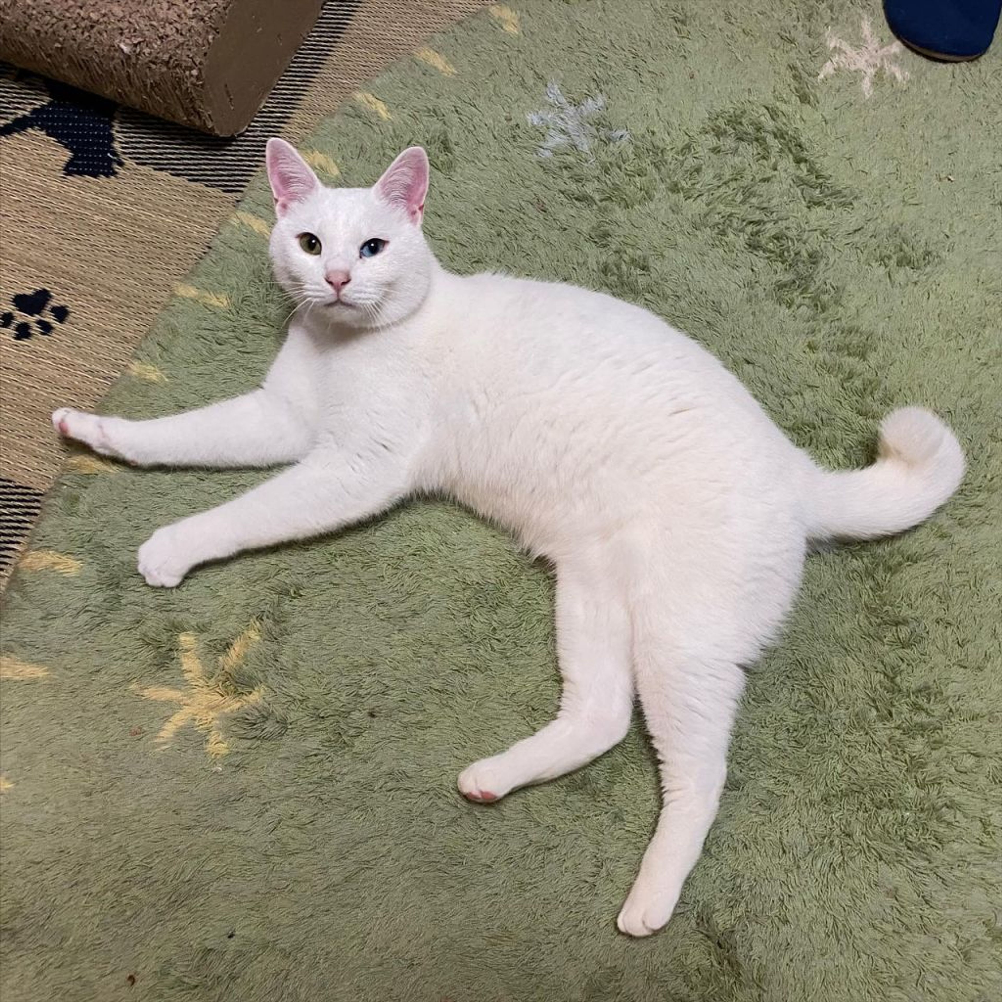 pet-image-4
