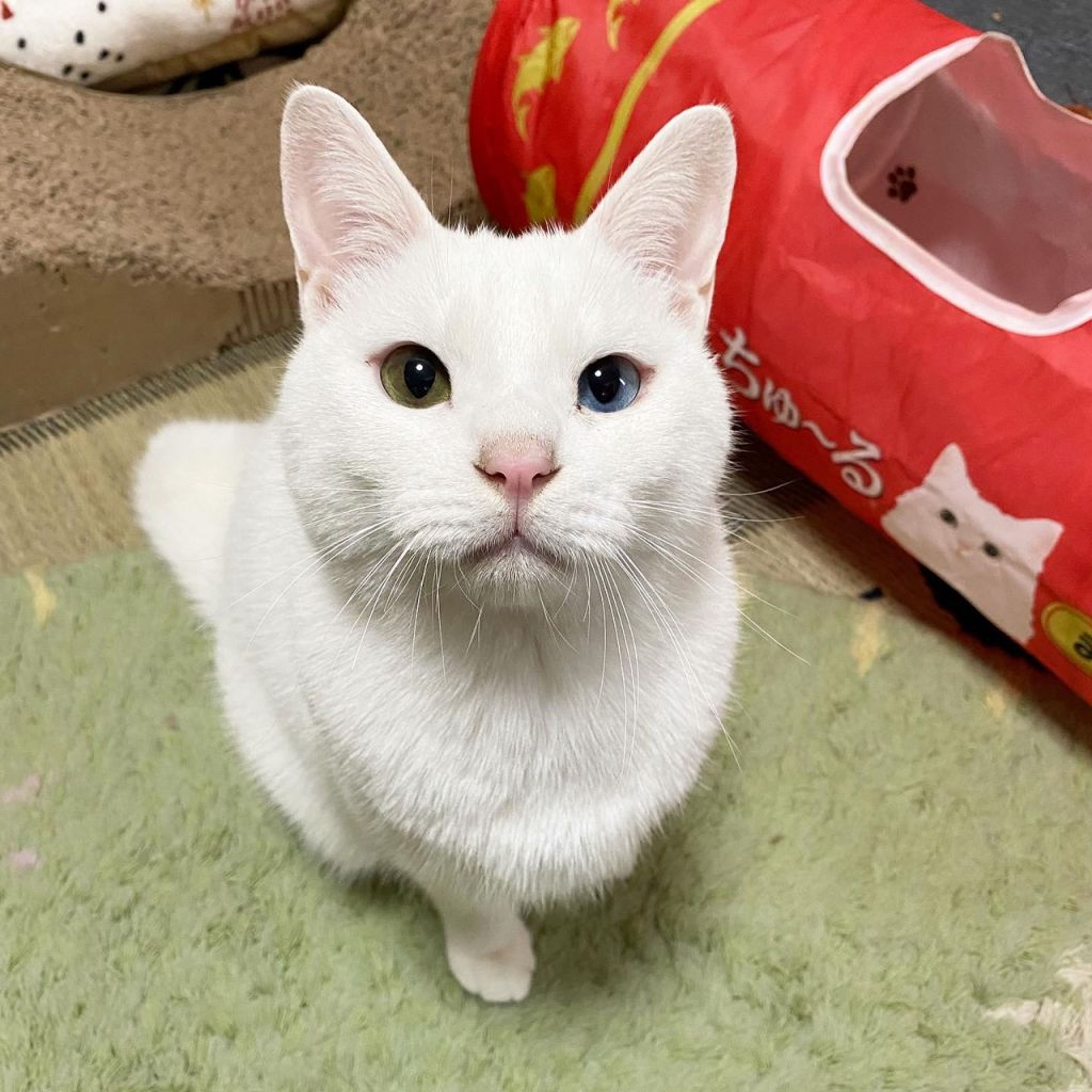 pet-image-5