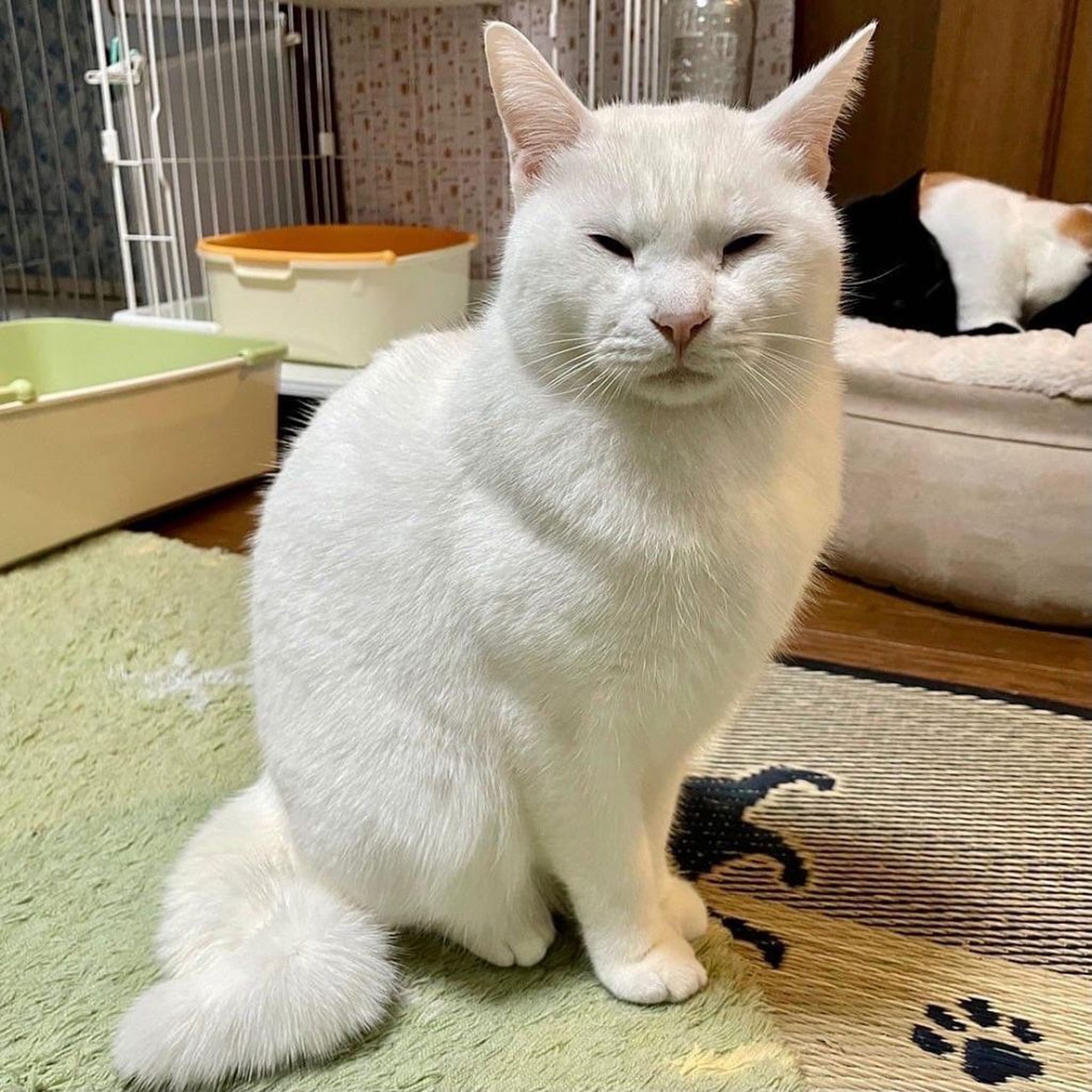 pet-image-6