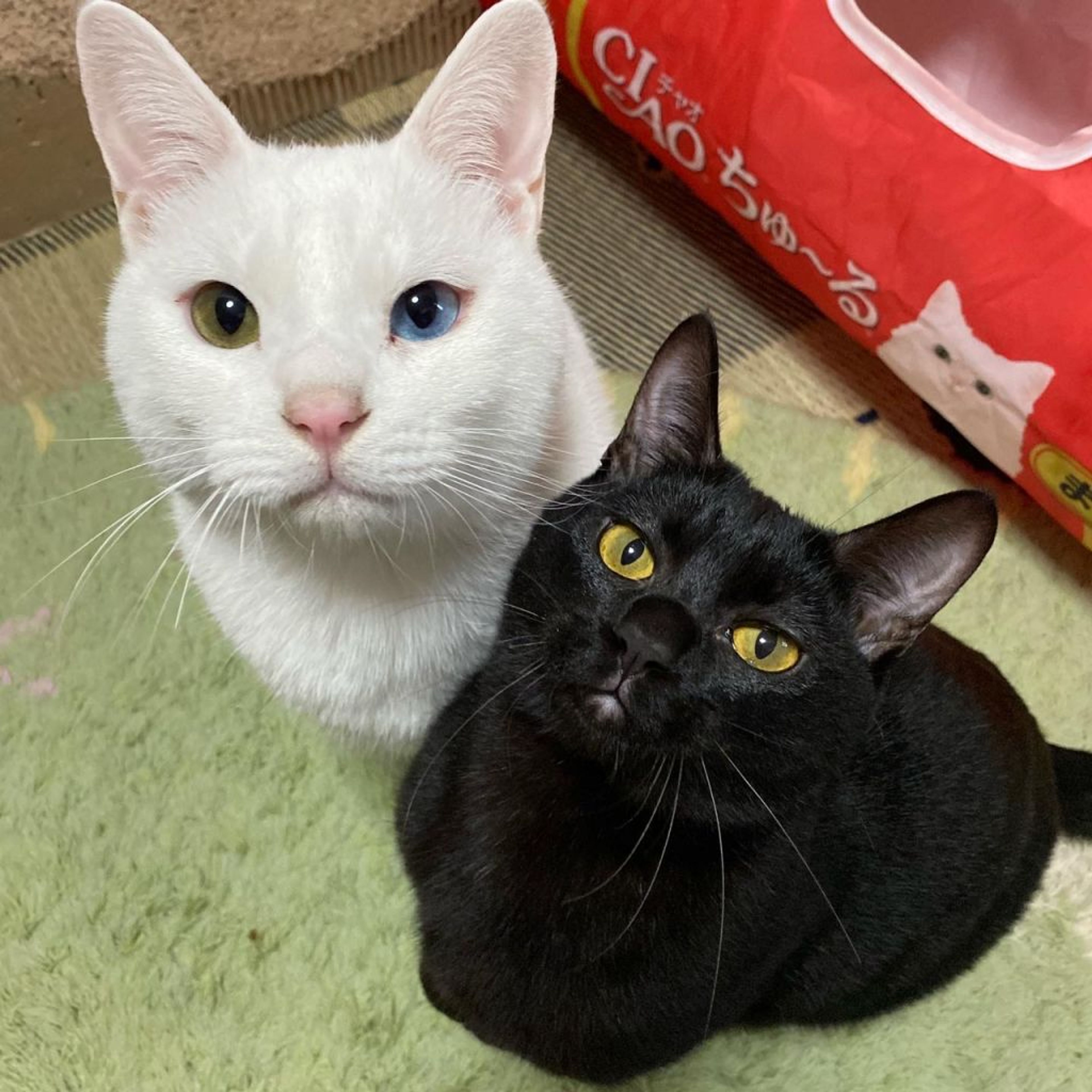 pet-image-7