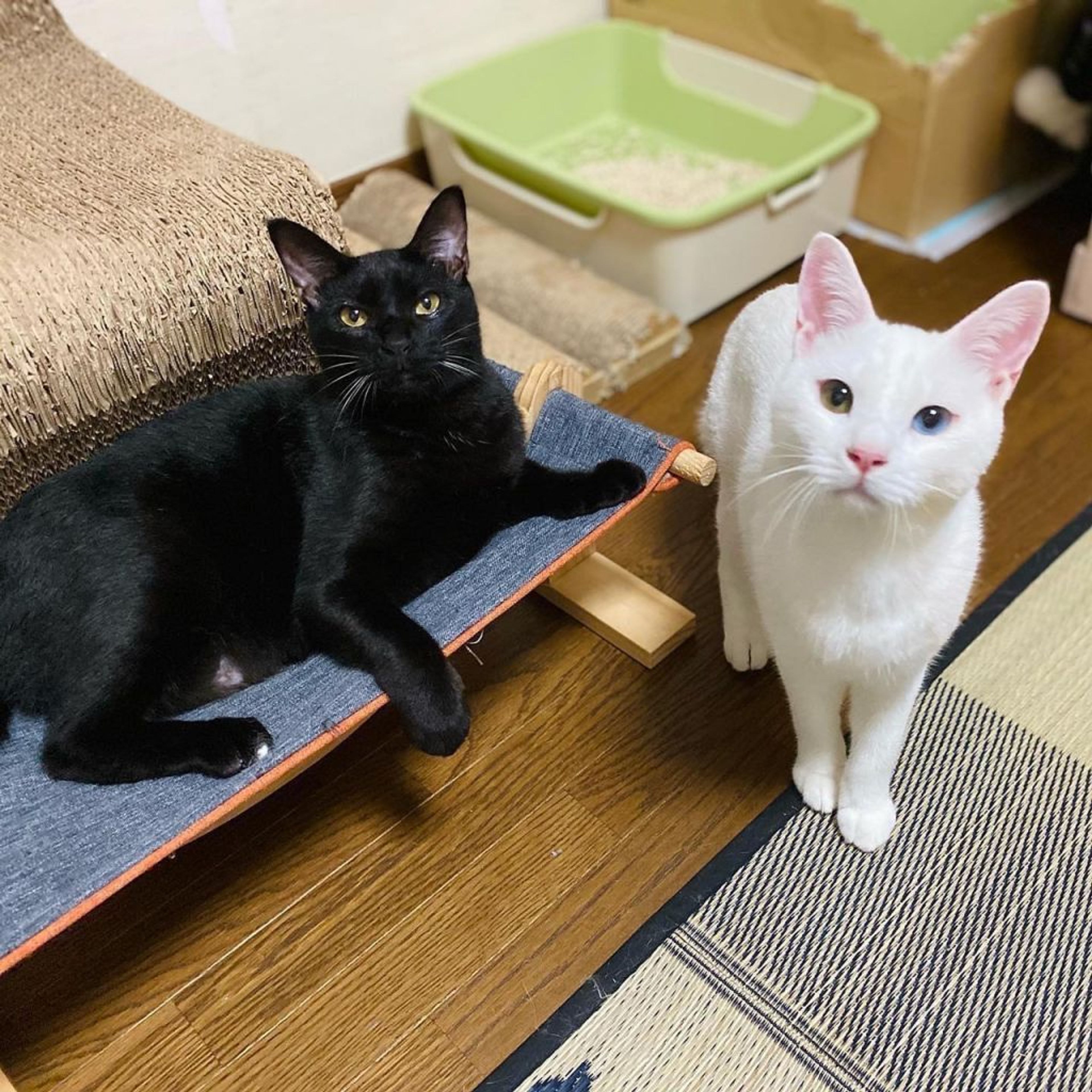 pet-image-9