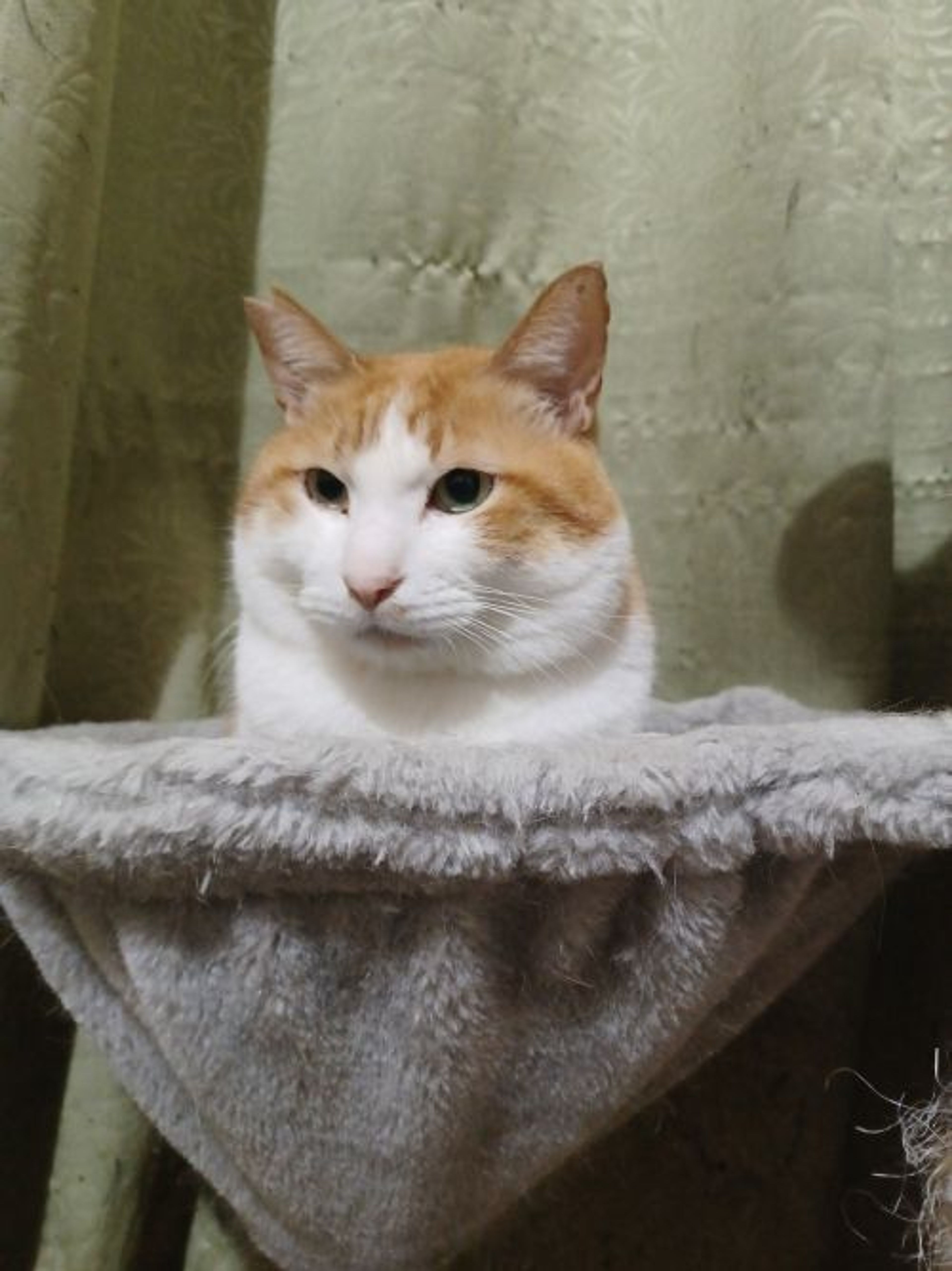 雑種（ミックス猫）・オスの里親募集の写真