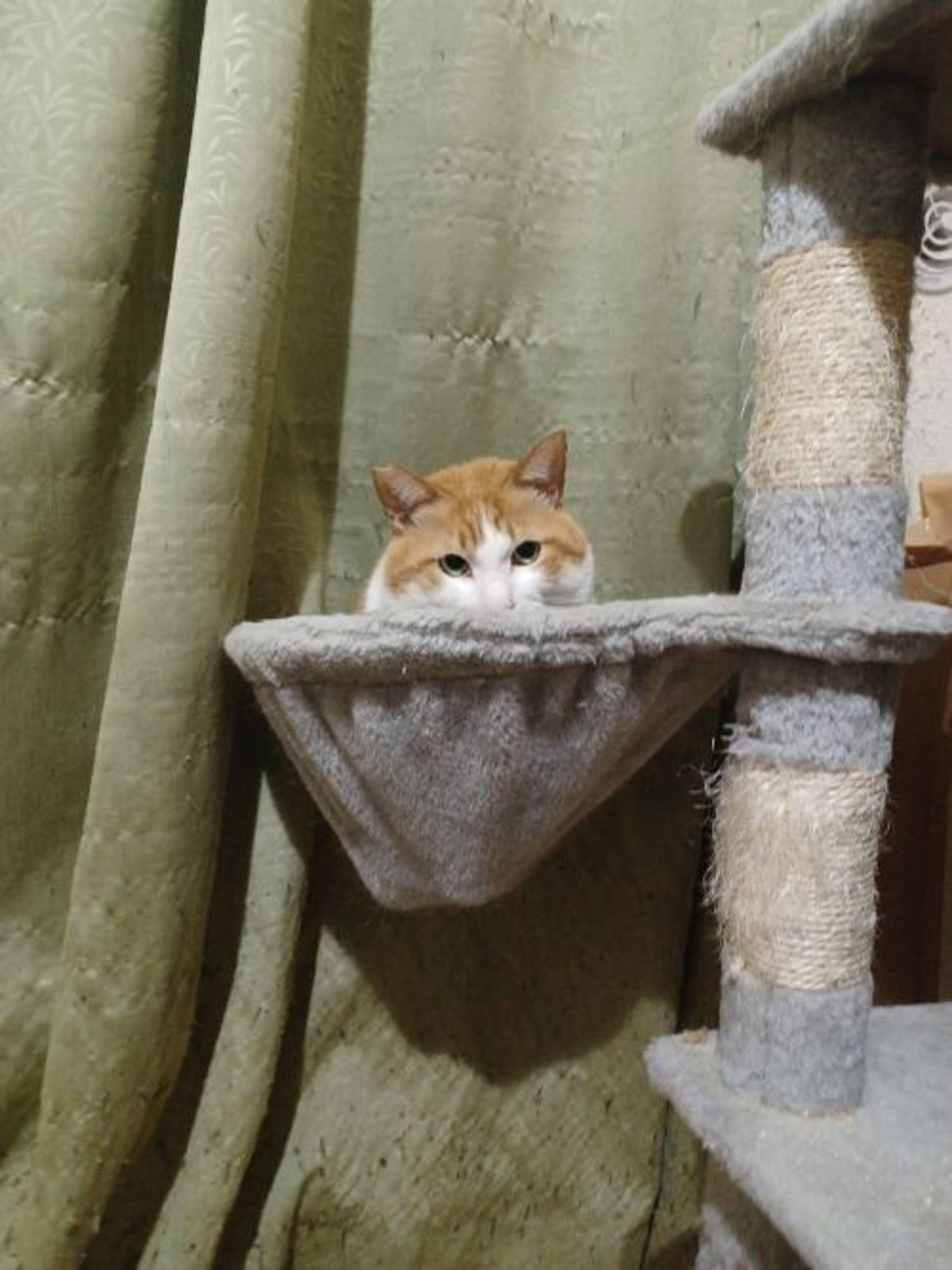 pet-image-3