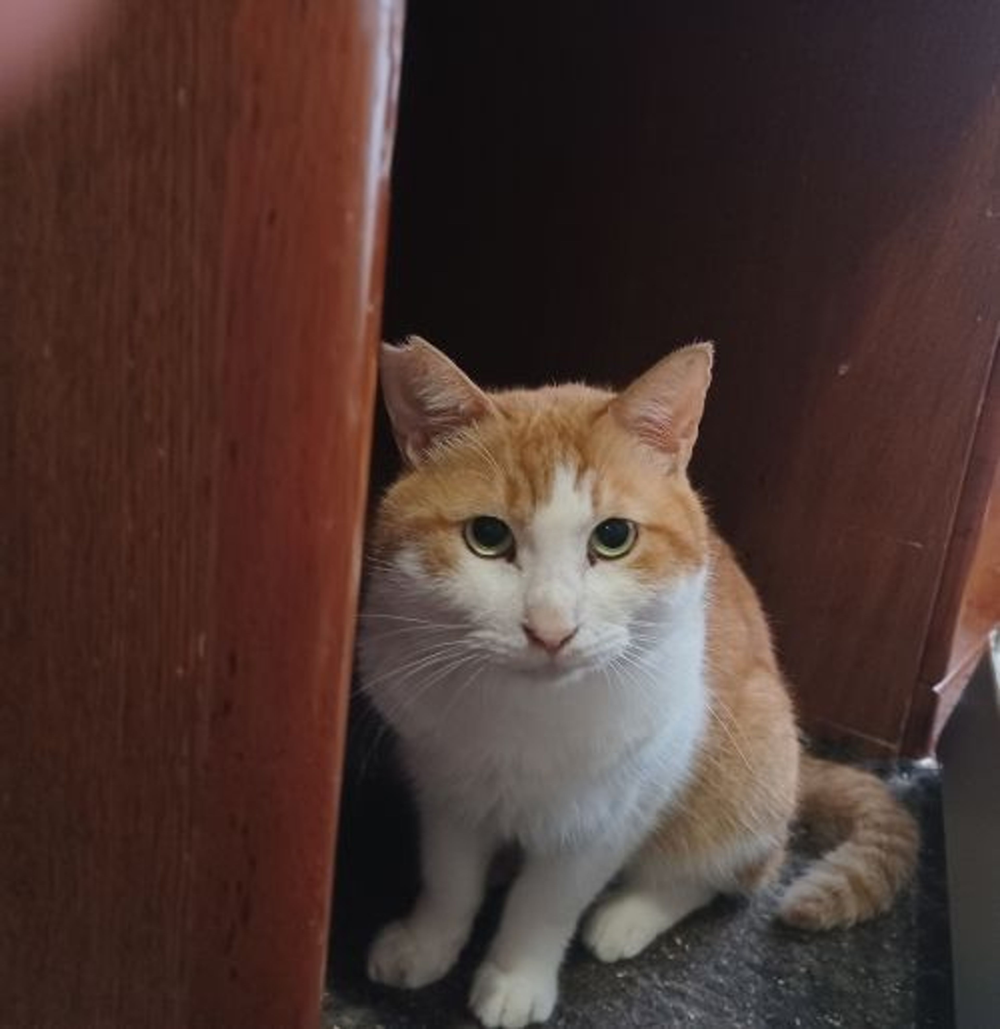 pet-image-4