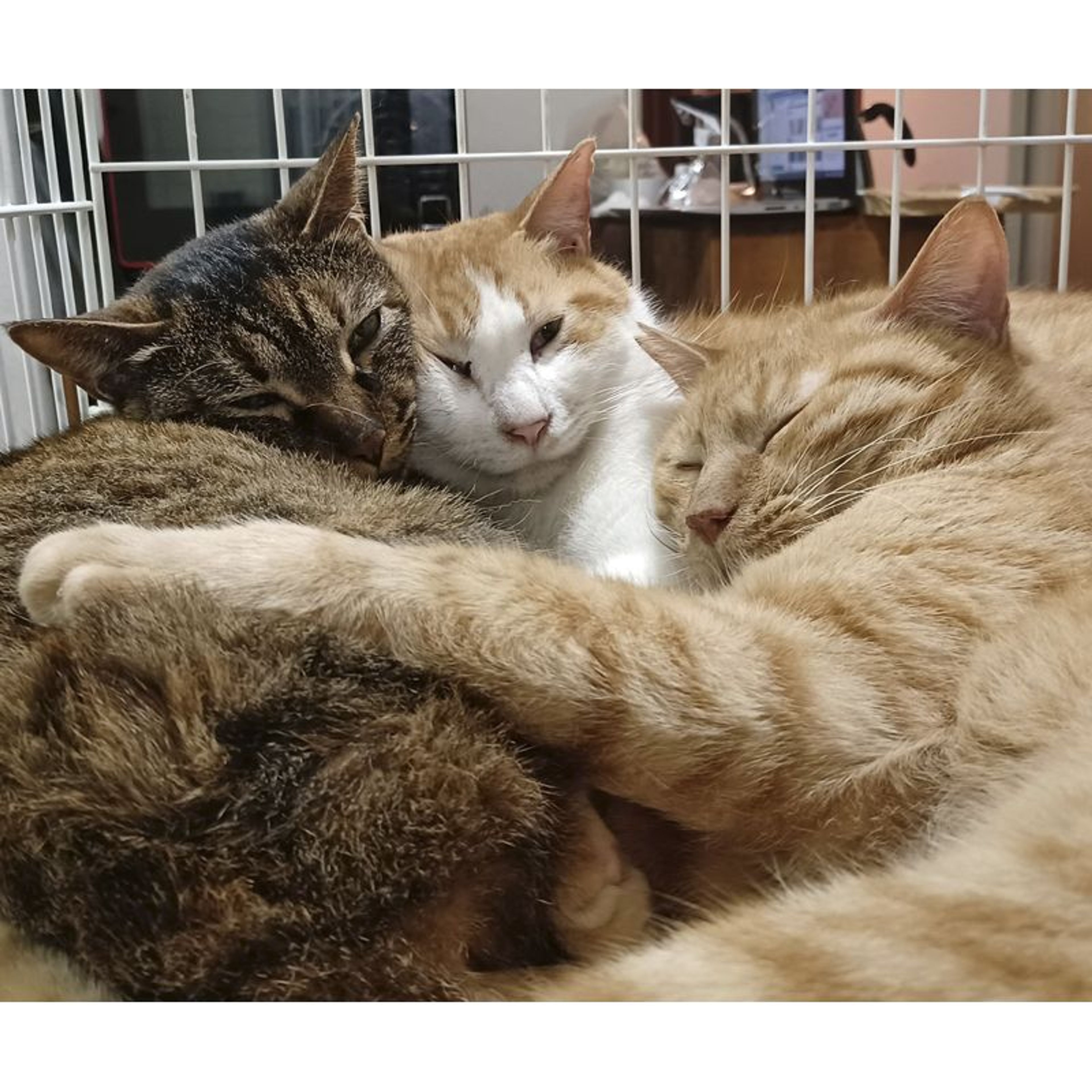 pet-image-5