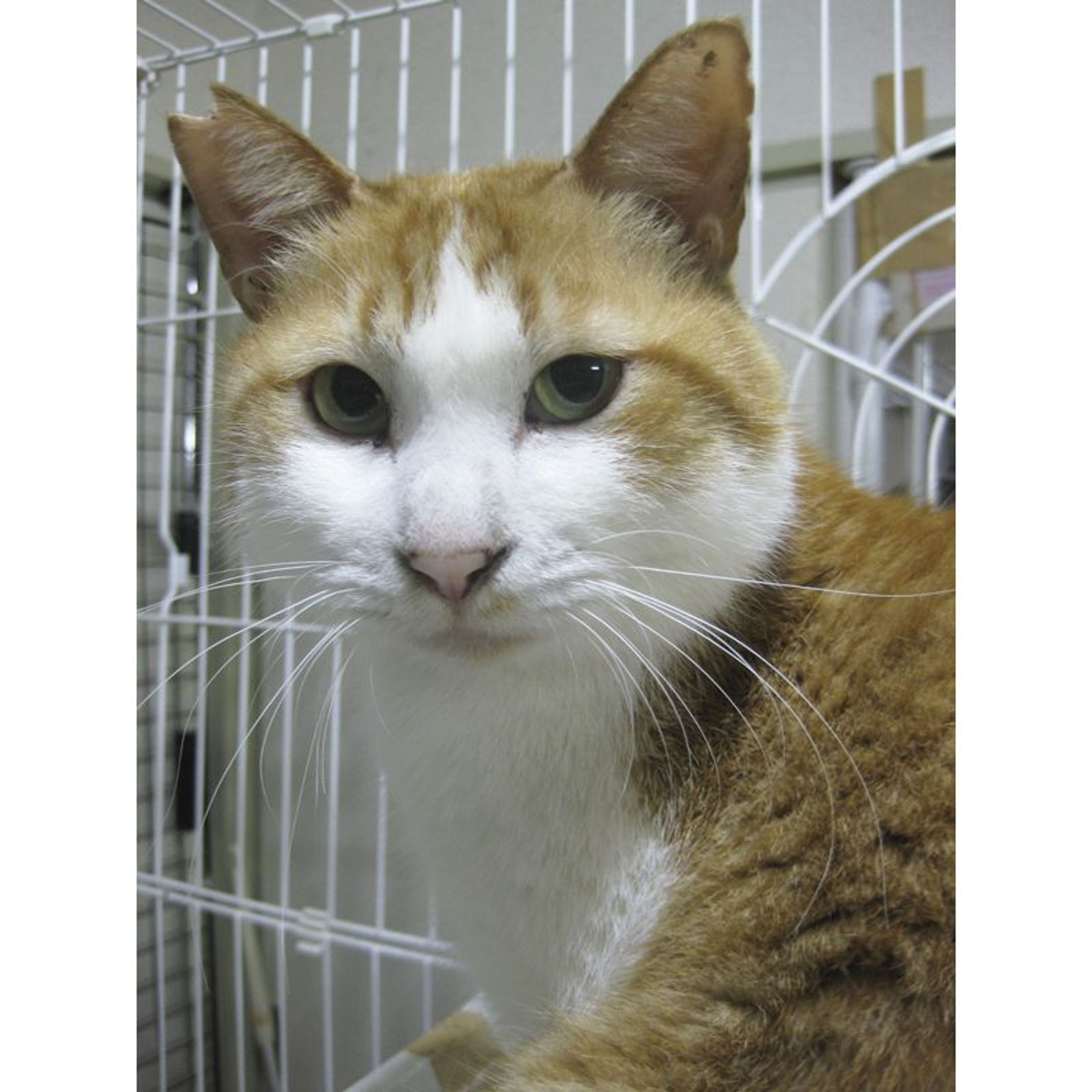 pet-image-6