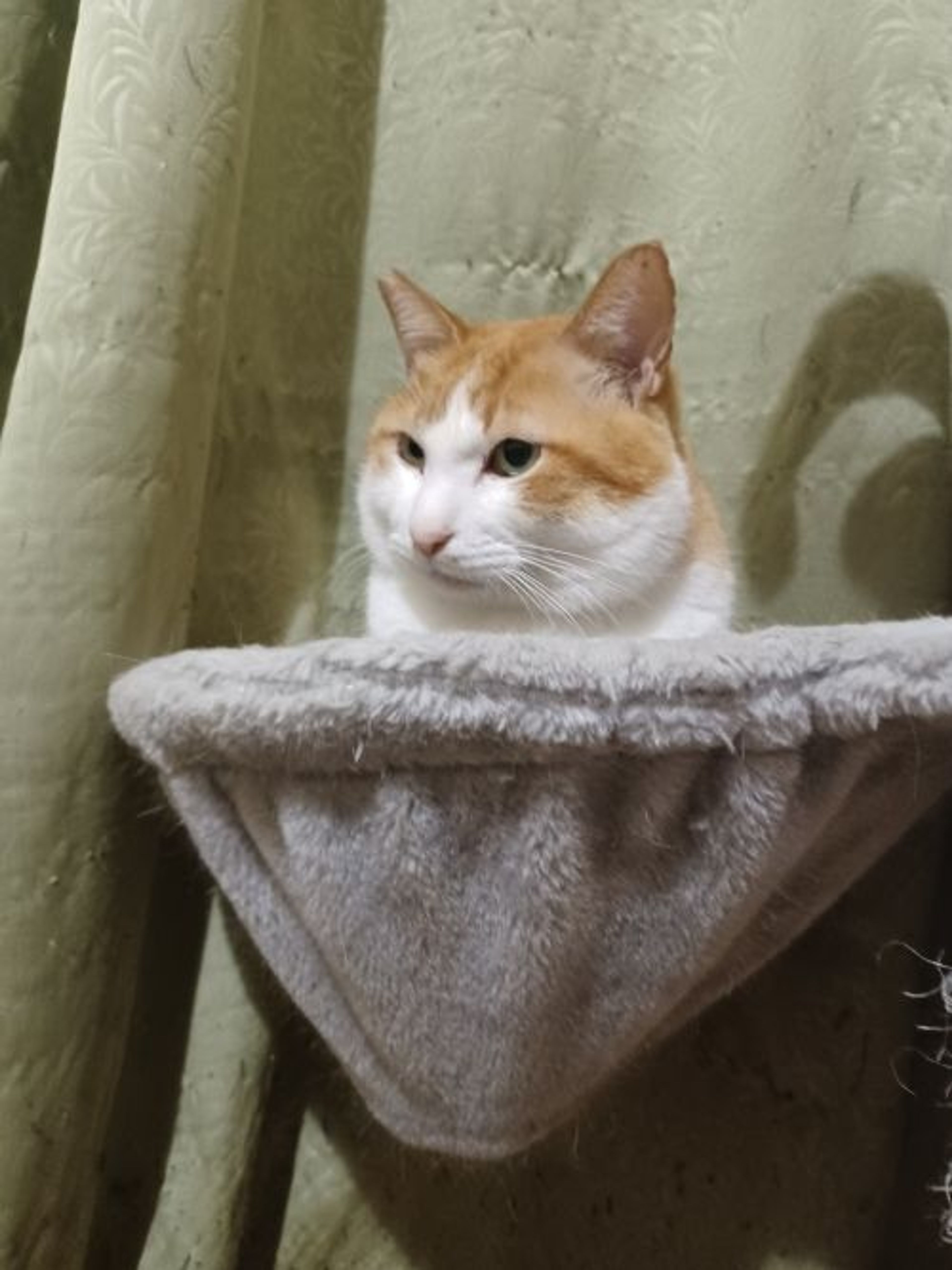 pet-image-7