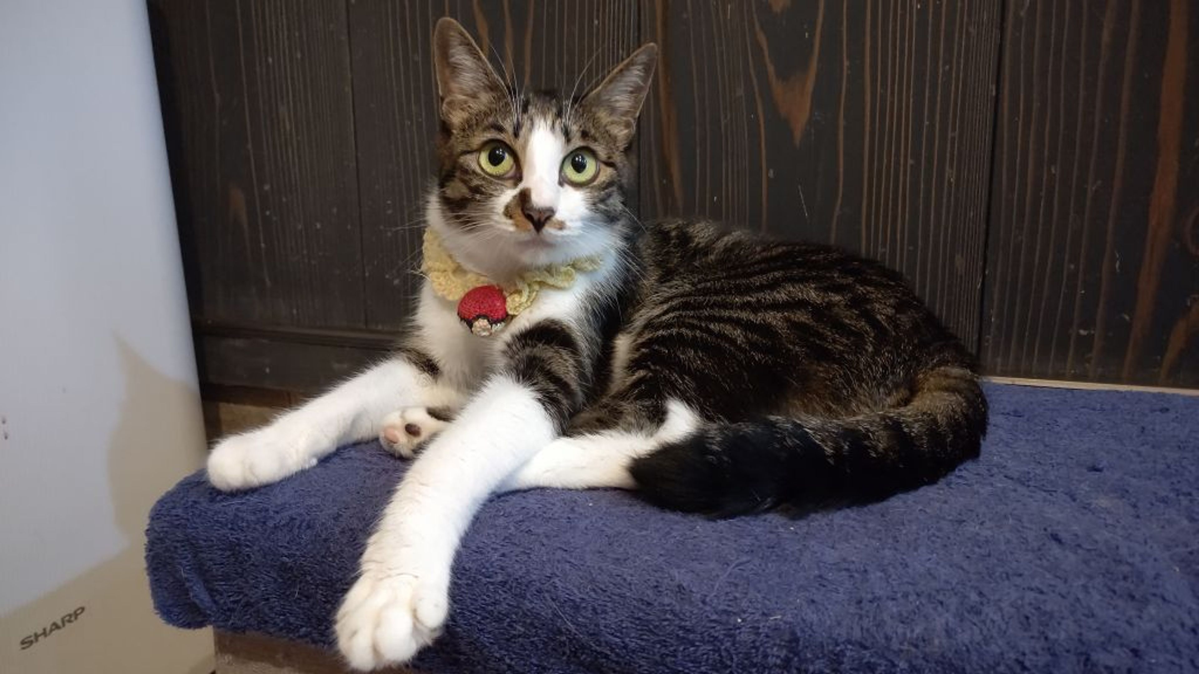 雑種（ミックス猫）・メスの里親募集の写真