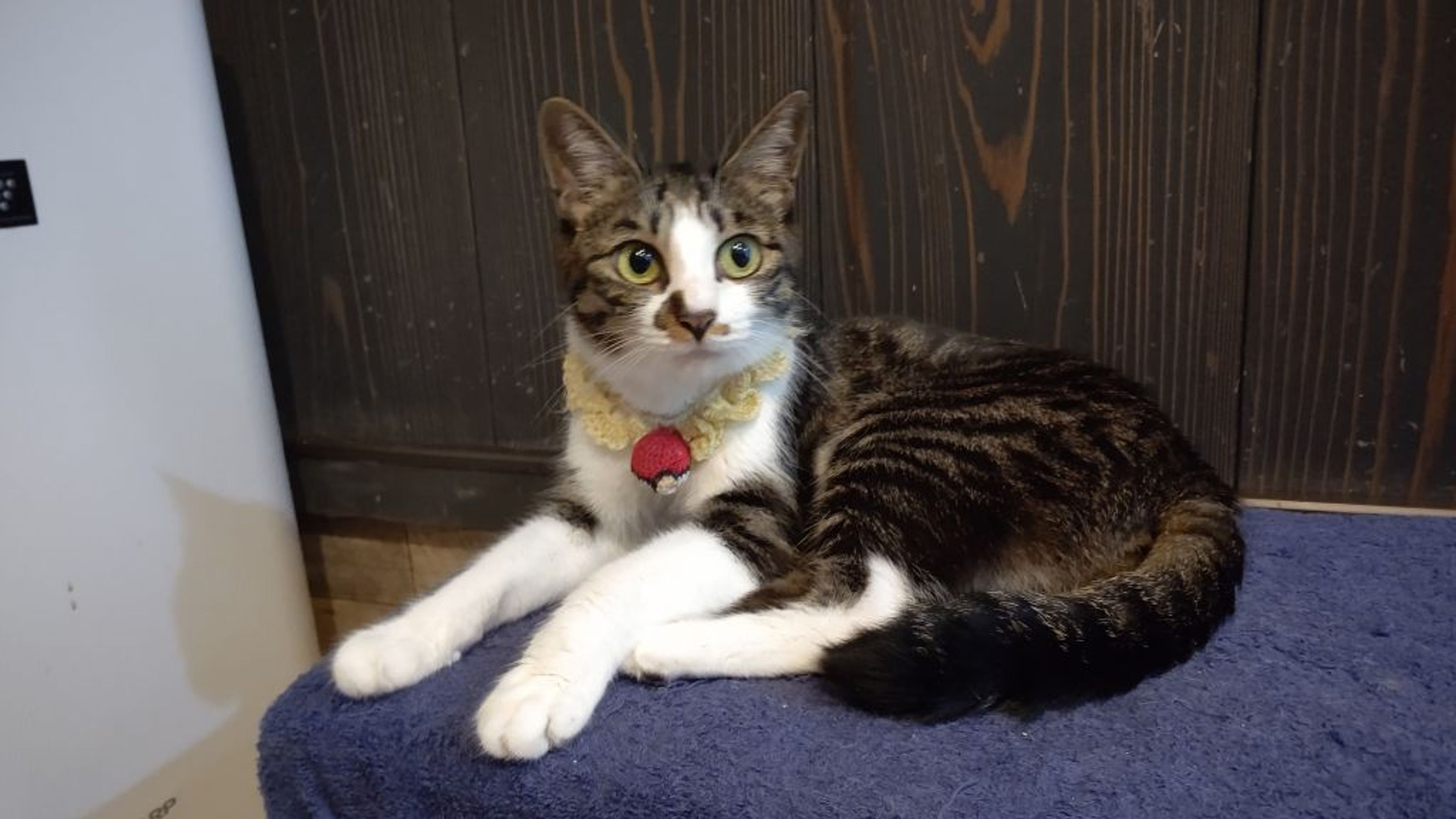 pet-image-2