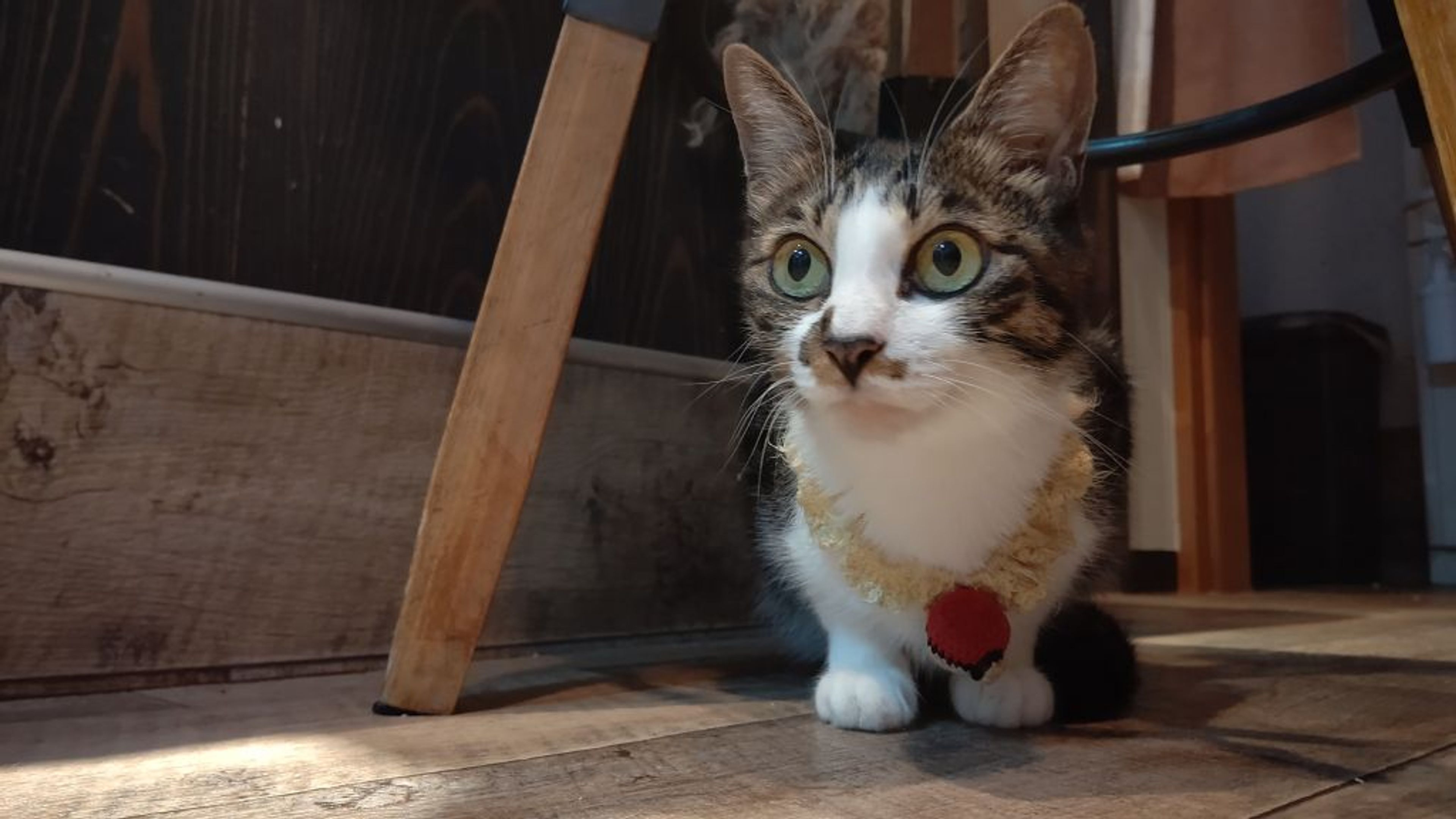 pet-image-3