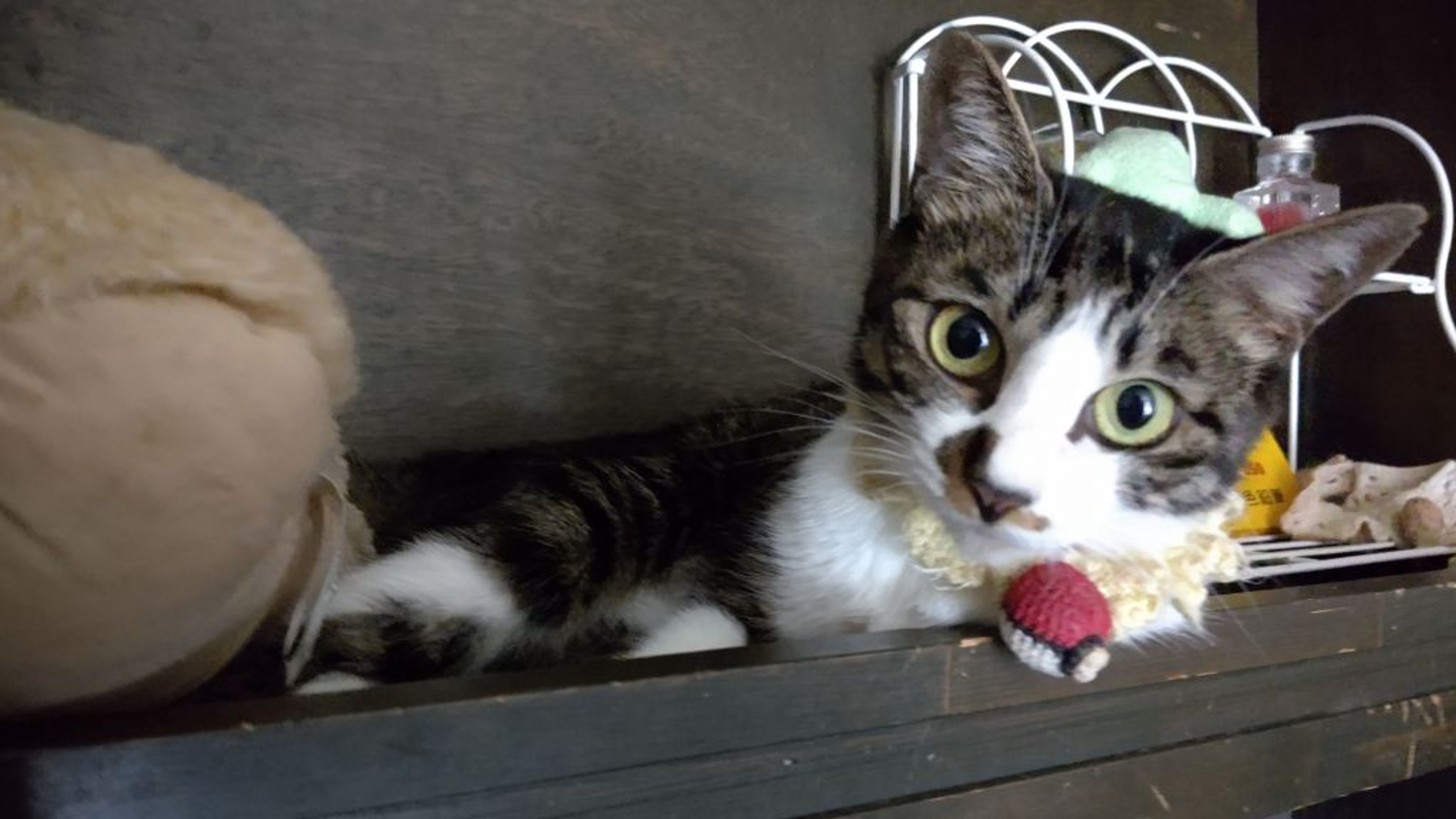 pet-image-5