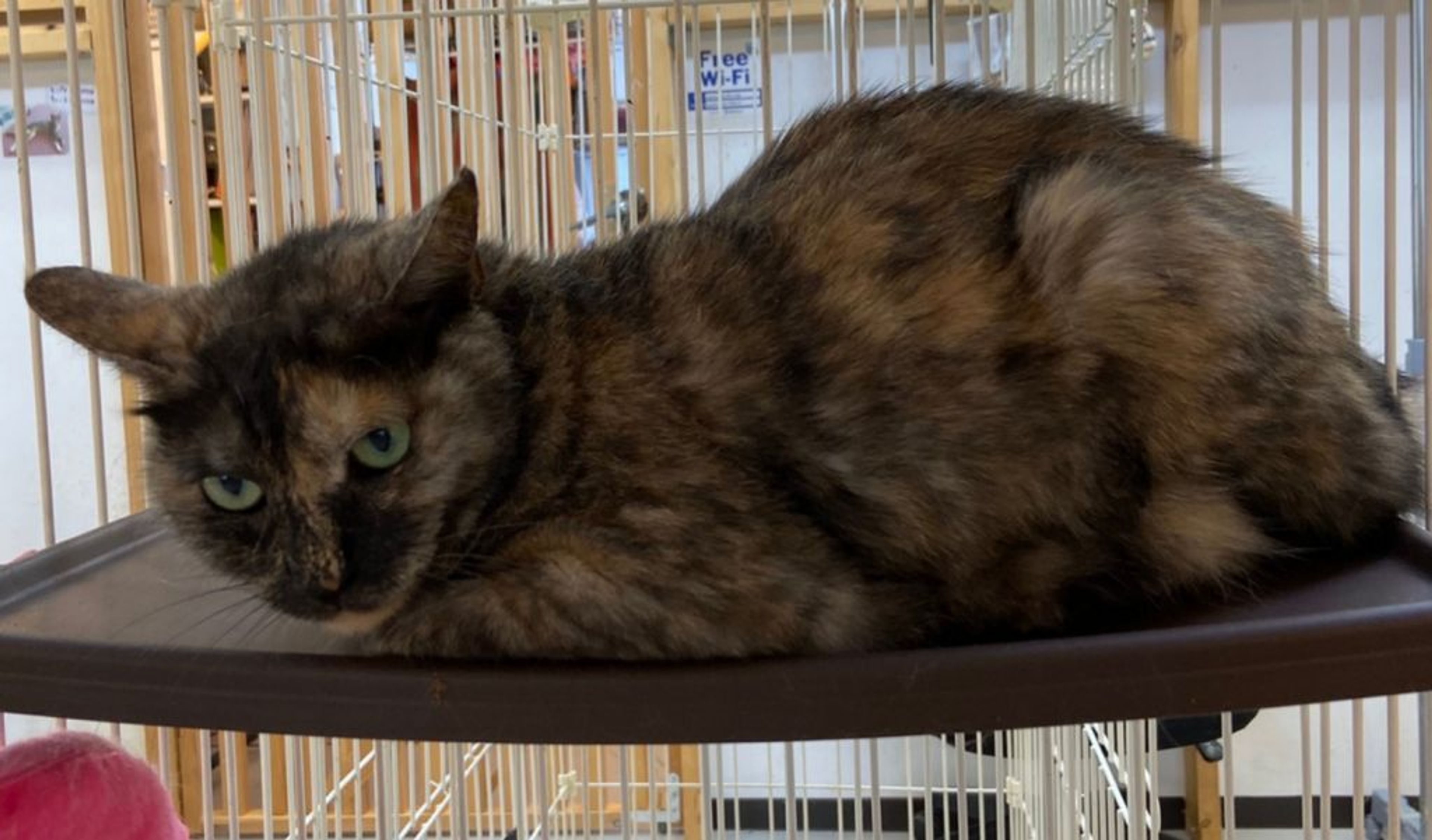 pet-image-3