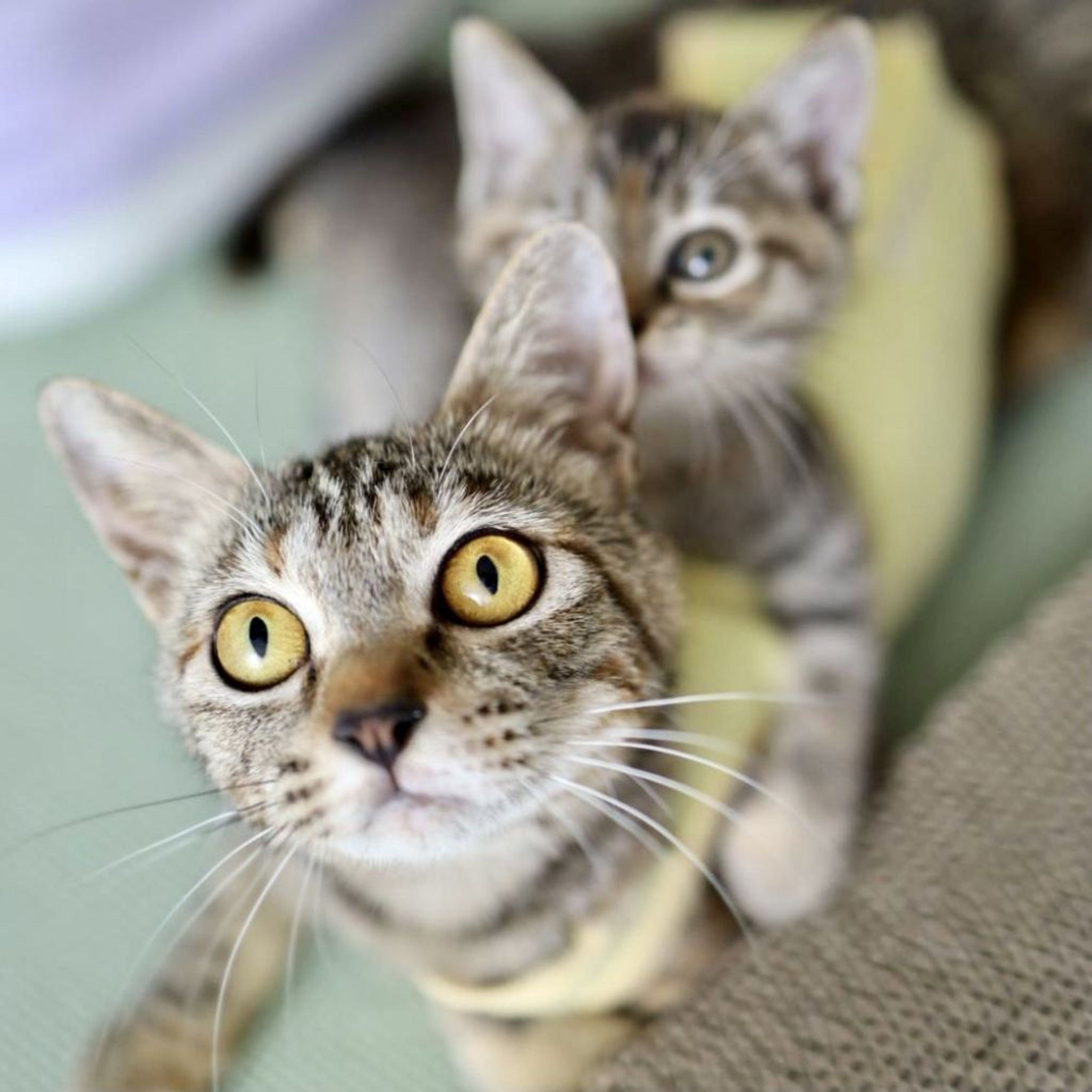 雑種（ミックス猫）・メスの里親募集の写真