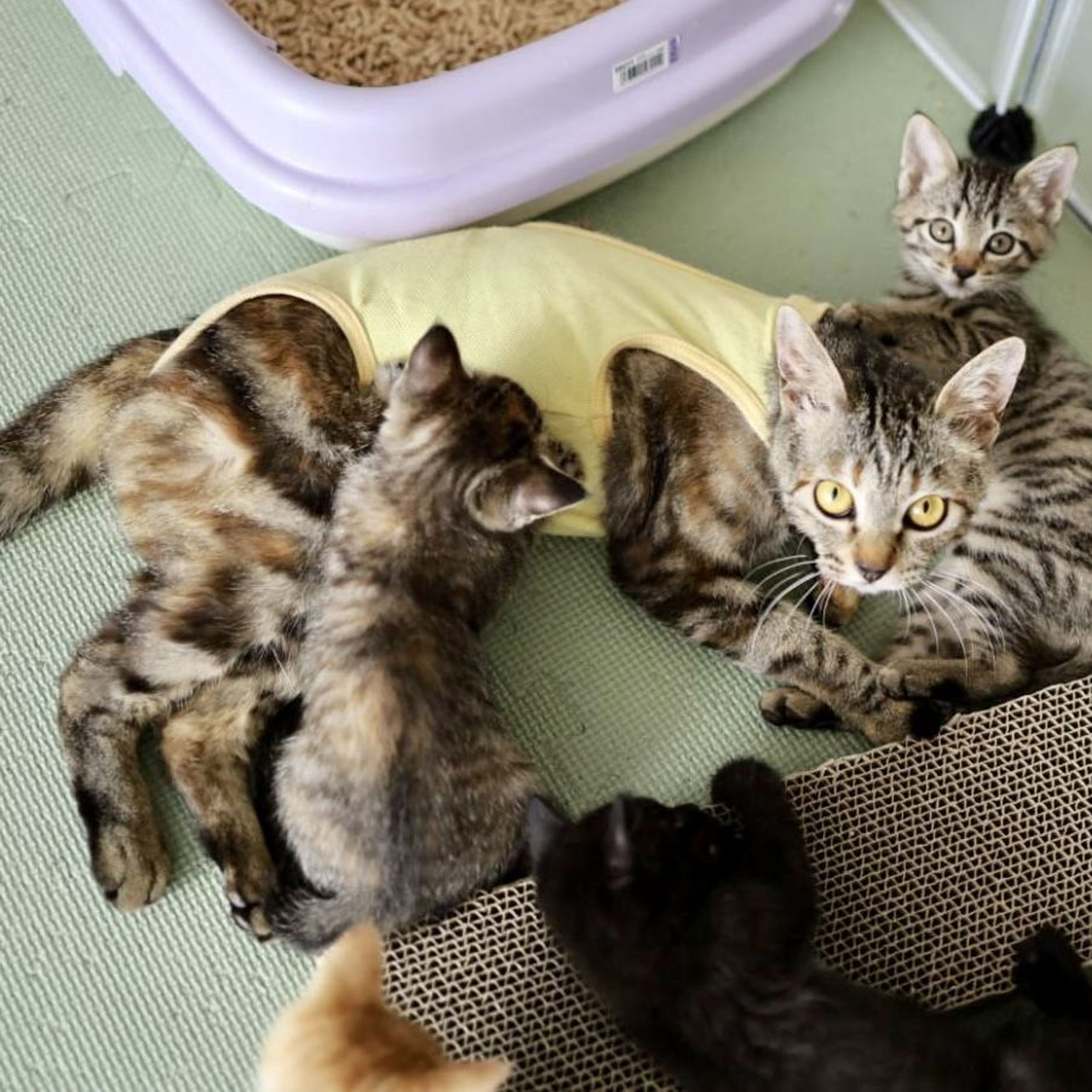 pet-image-3