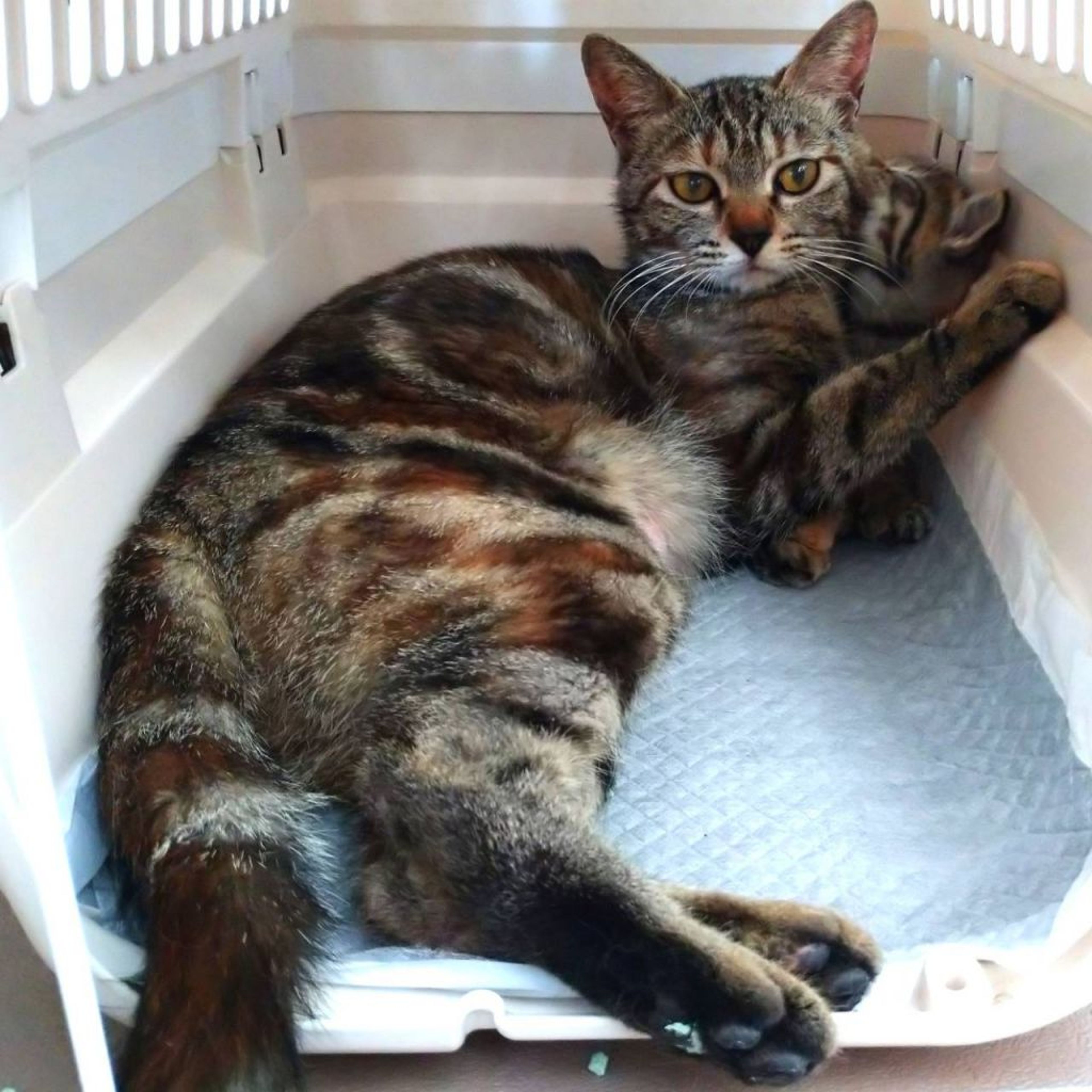 pet-image-6