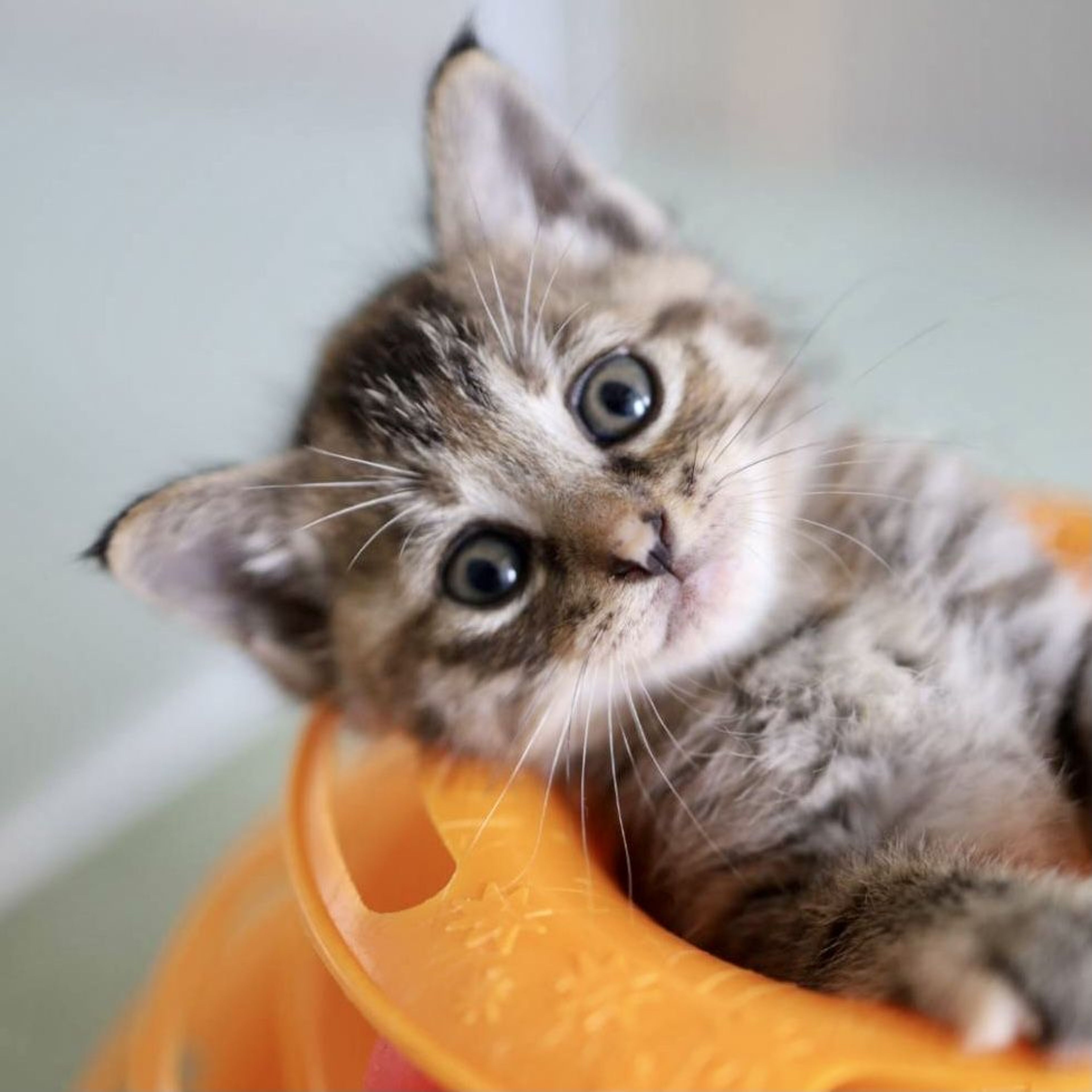 pet-image-7