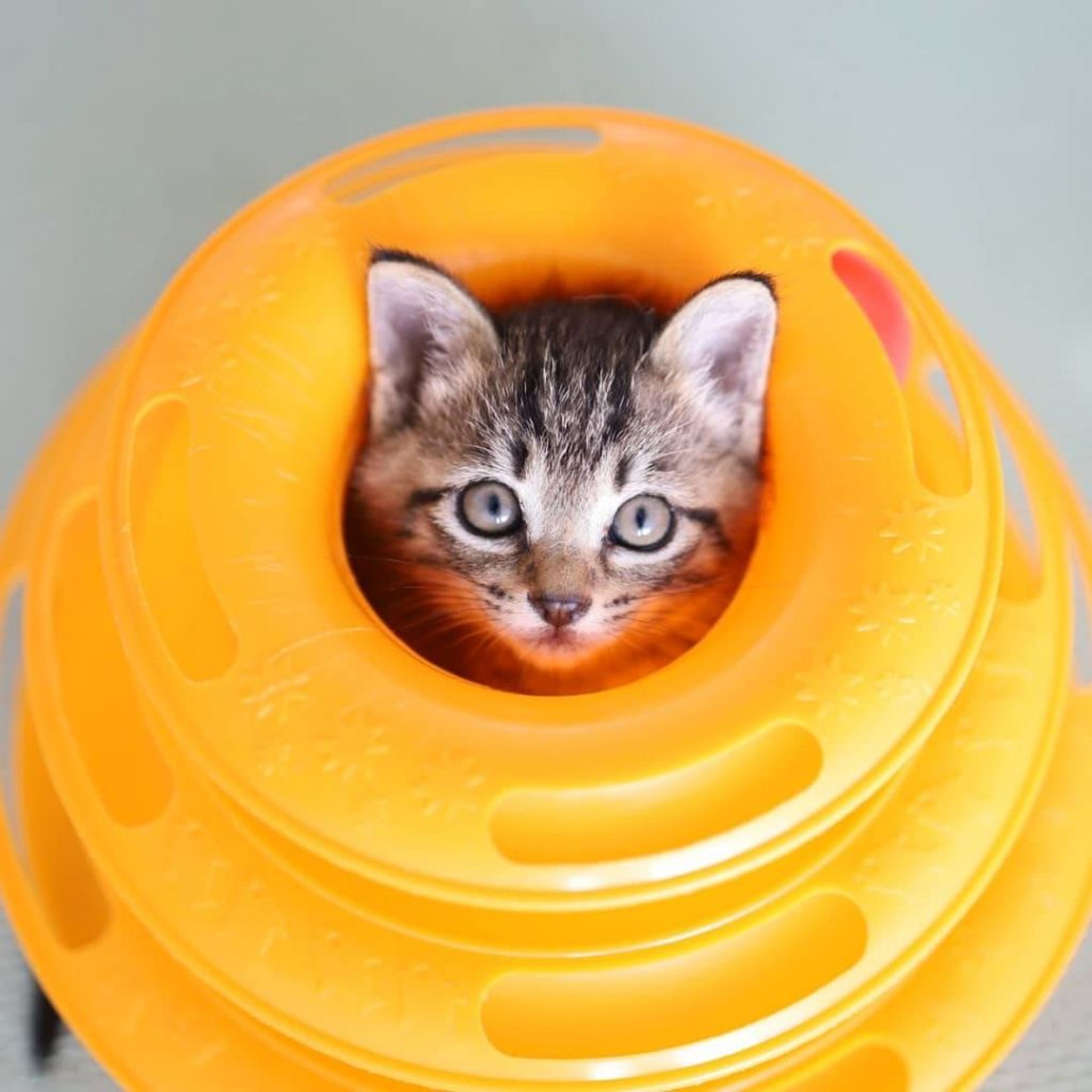 pet-image-8