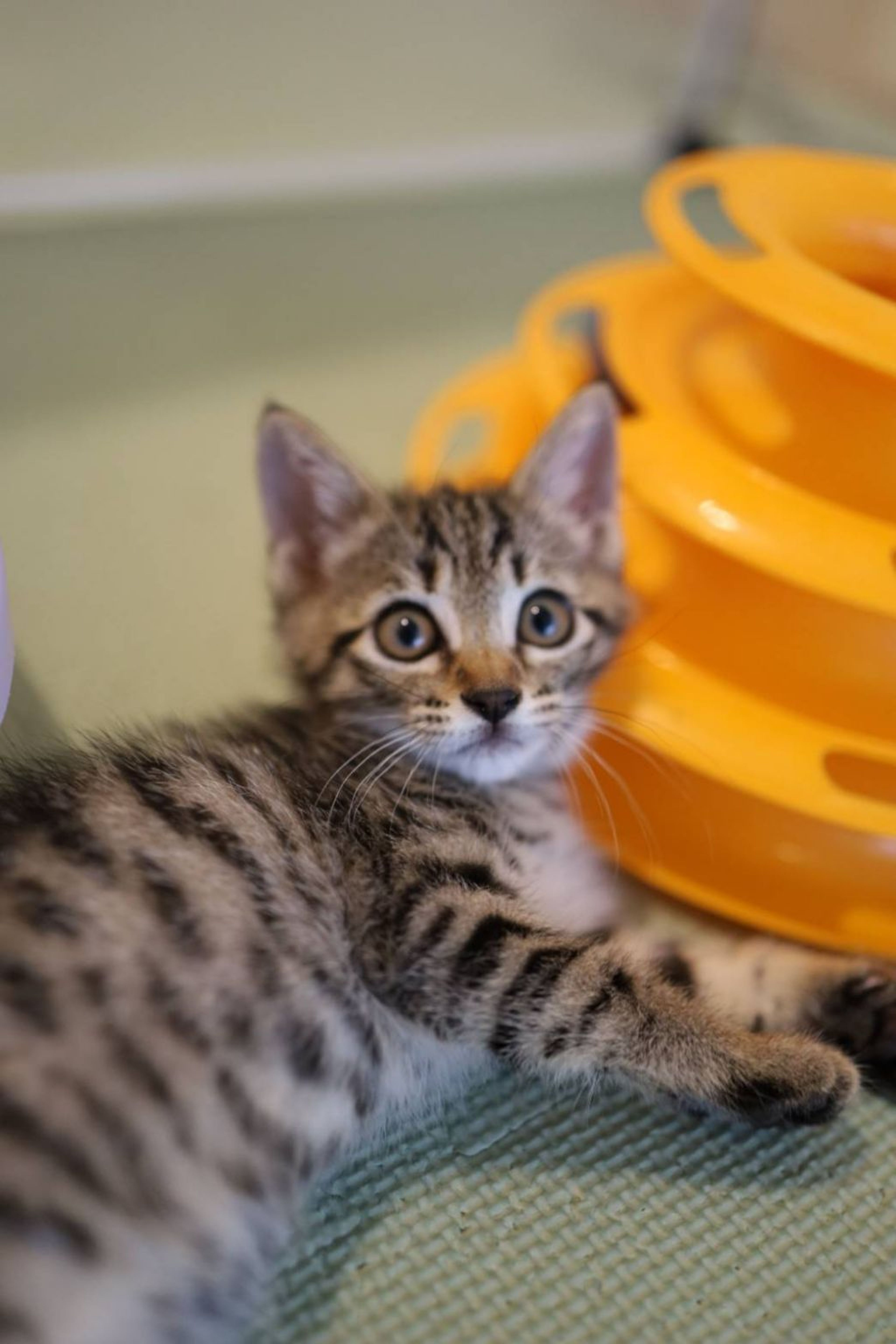 pet-image-2