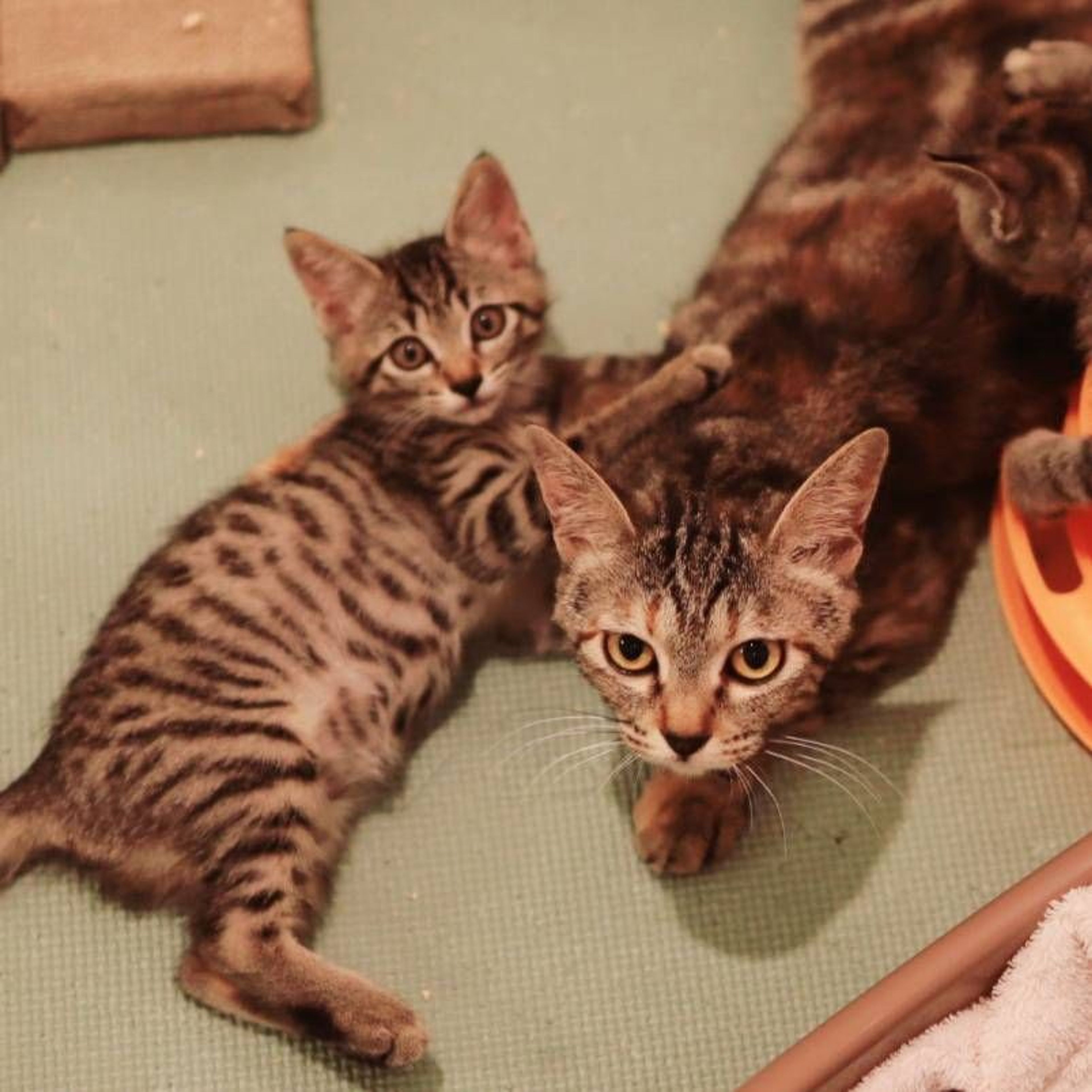 pet-image-4