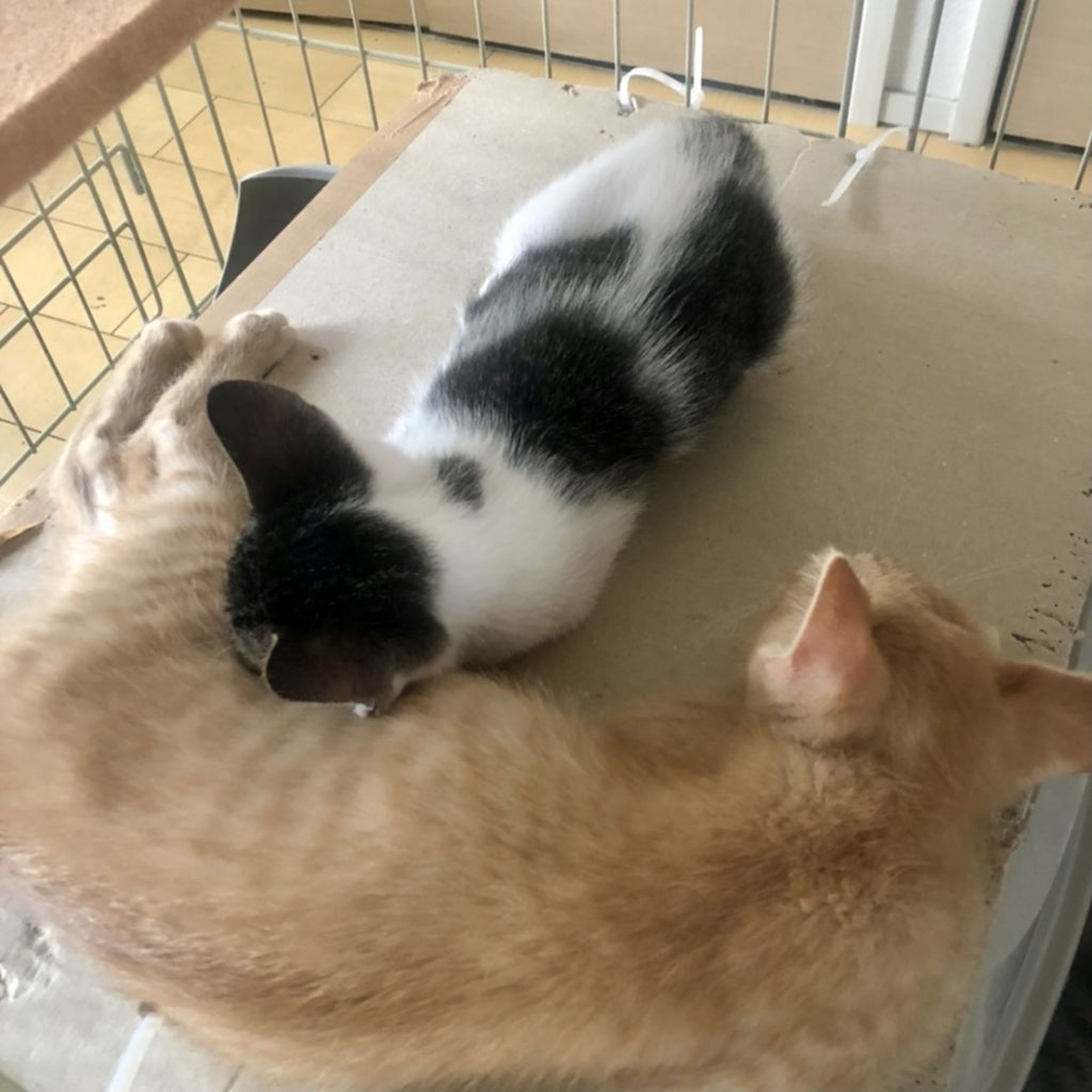 pet-image-3