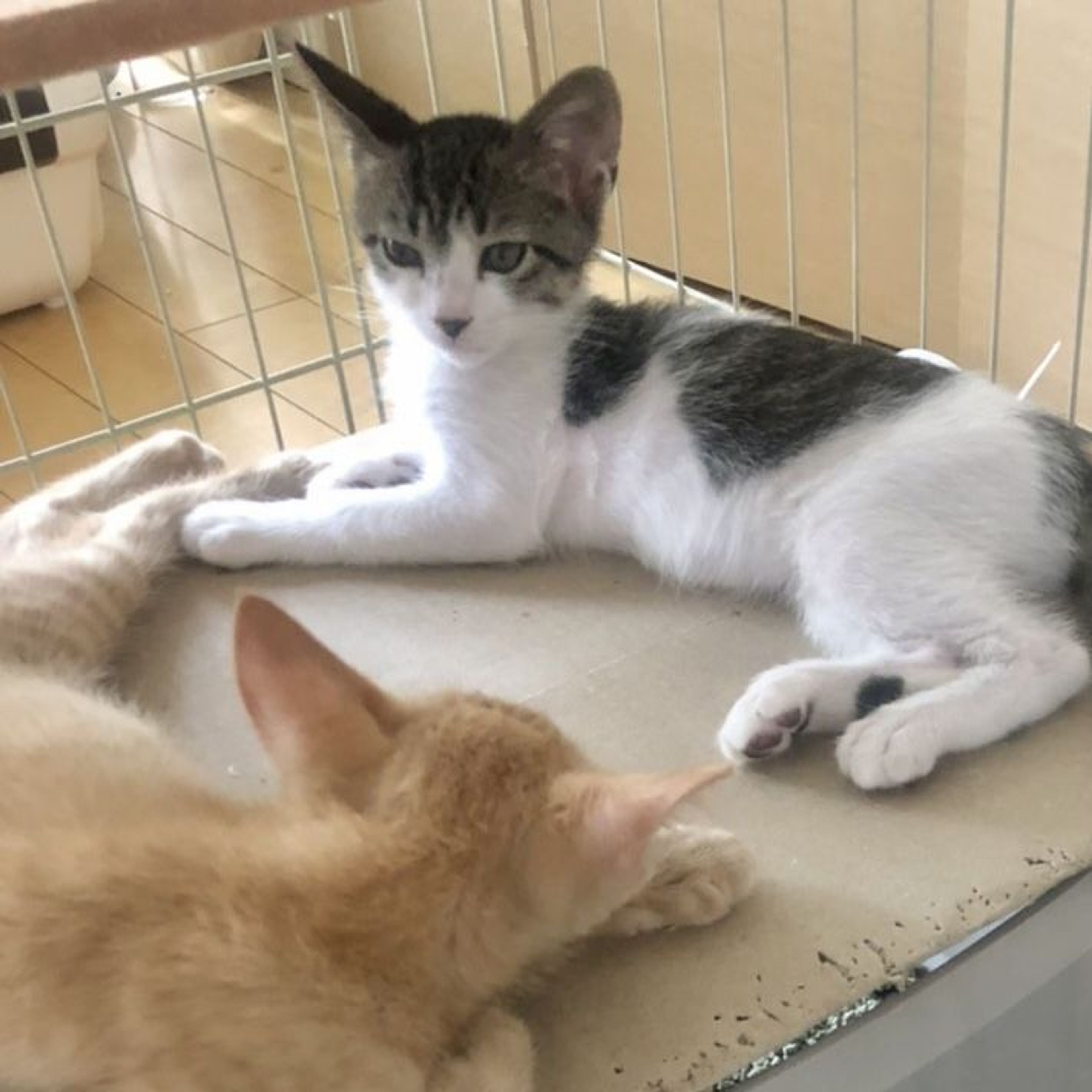 pet-image-5
