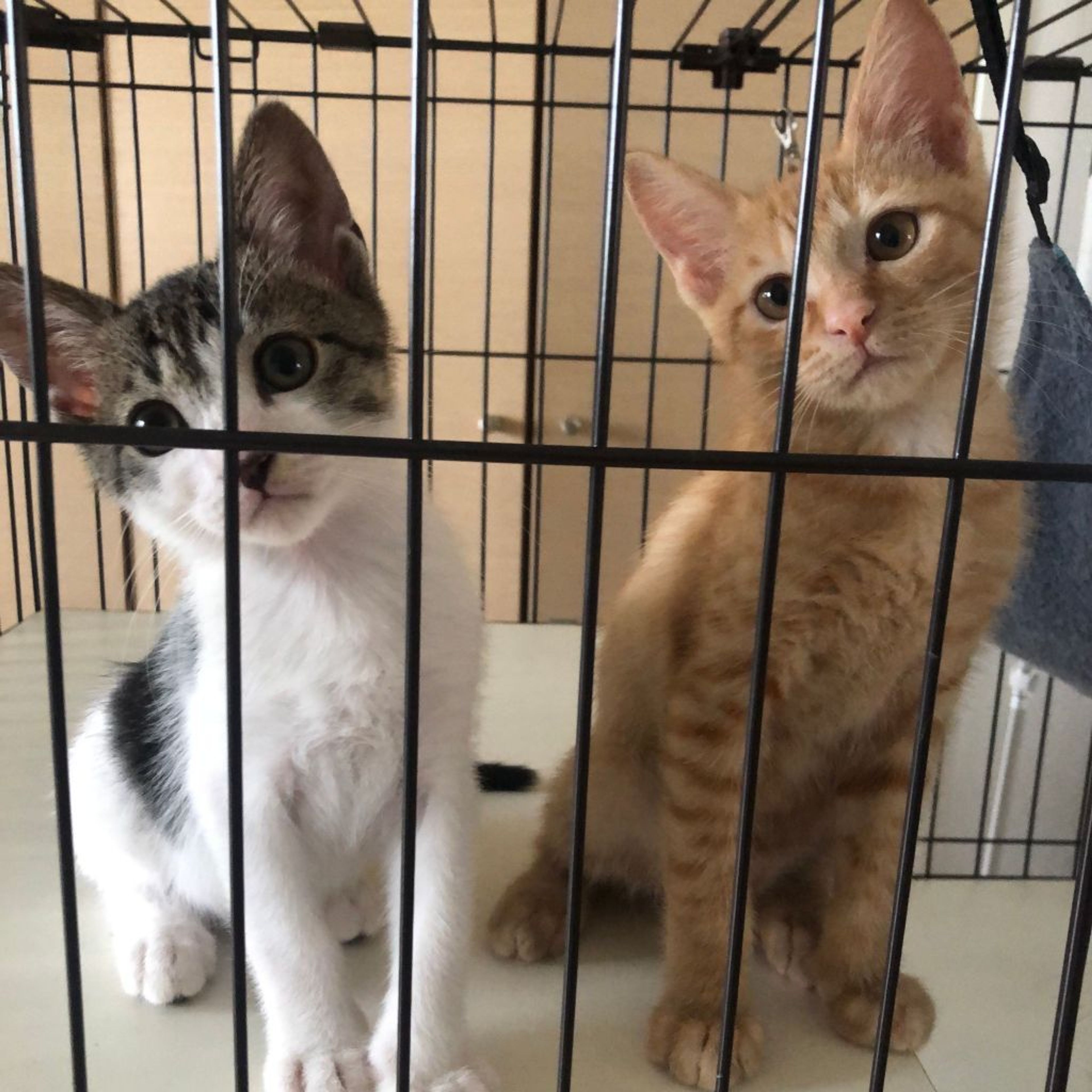 pet-image-7