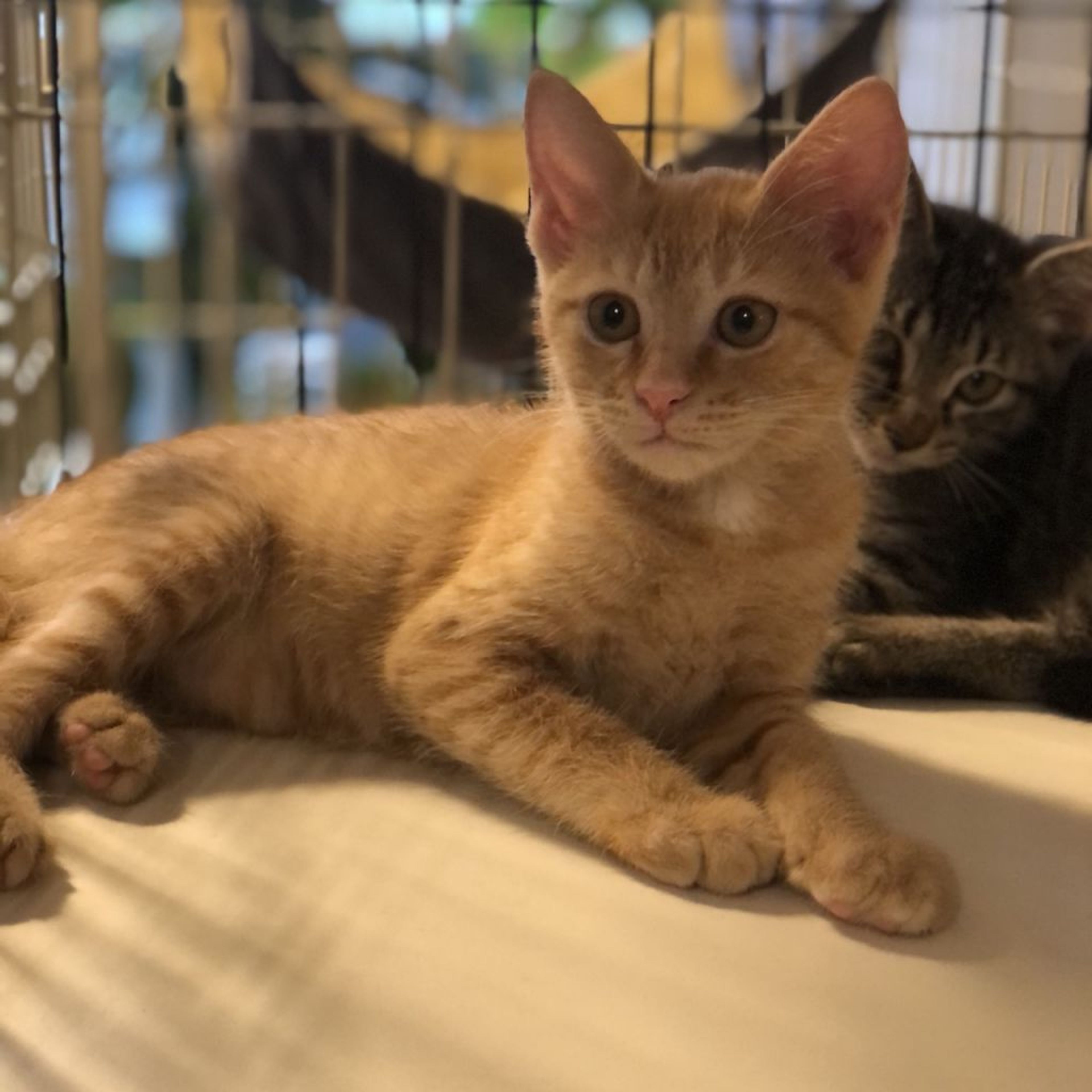 pet-image-4