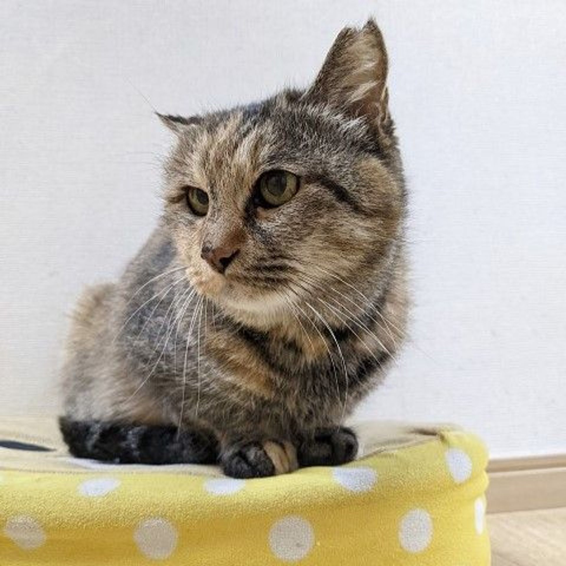 雑種（ミックス猫）・メスの里親募集の写真