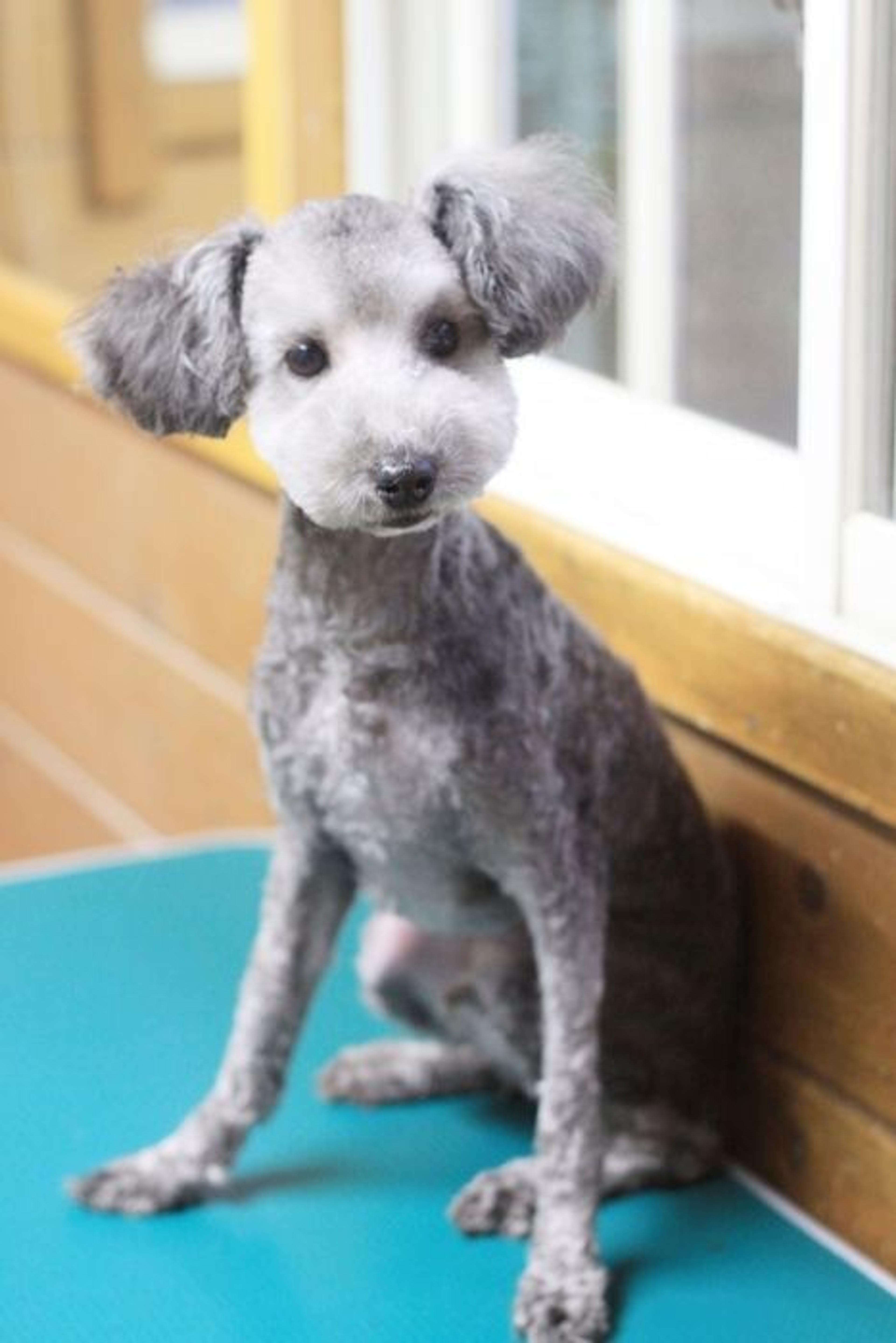 pet-image-2