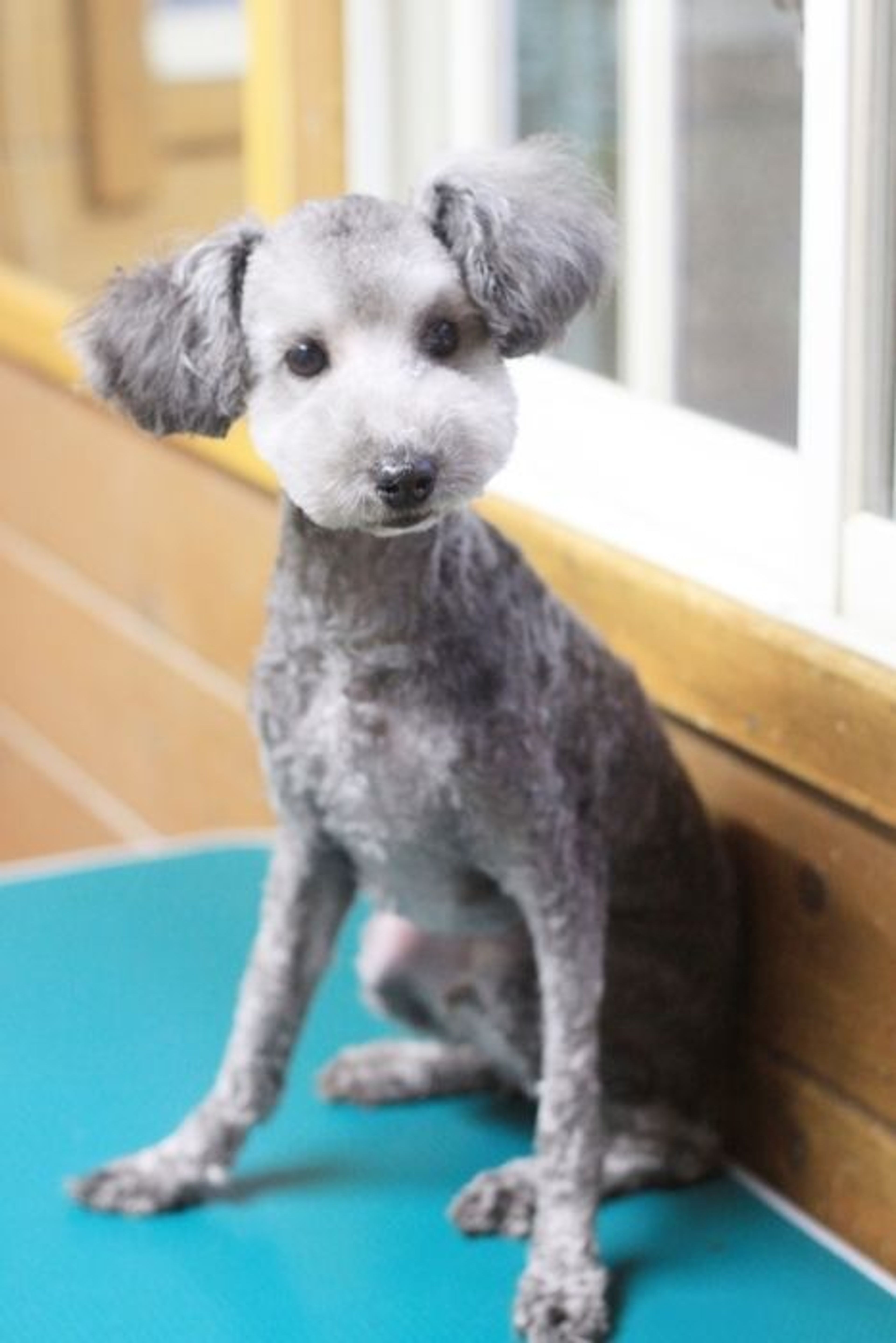 pet-image-2