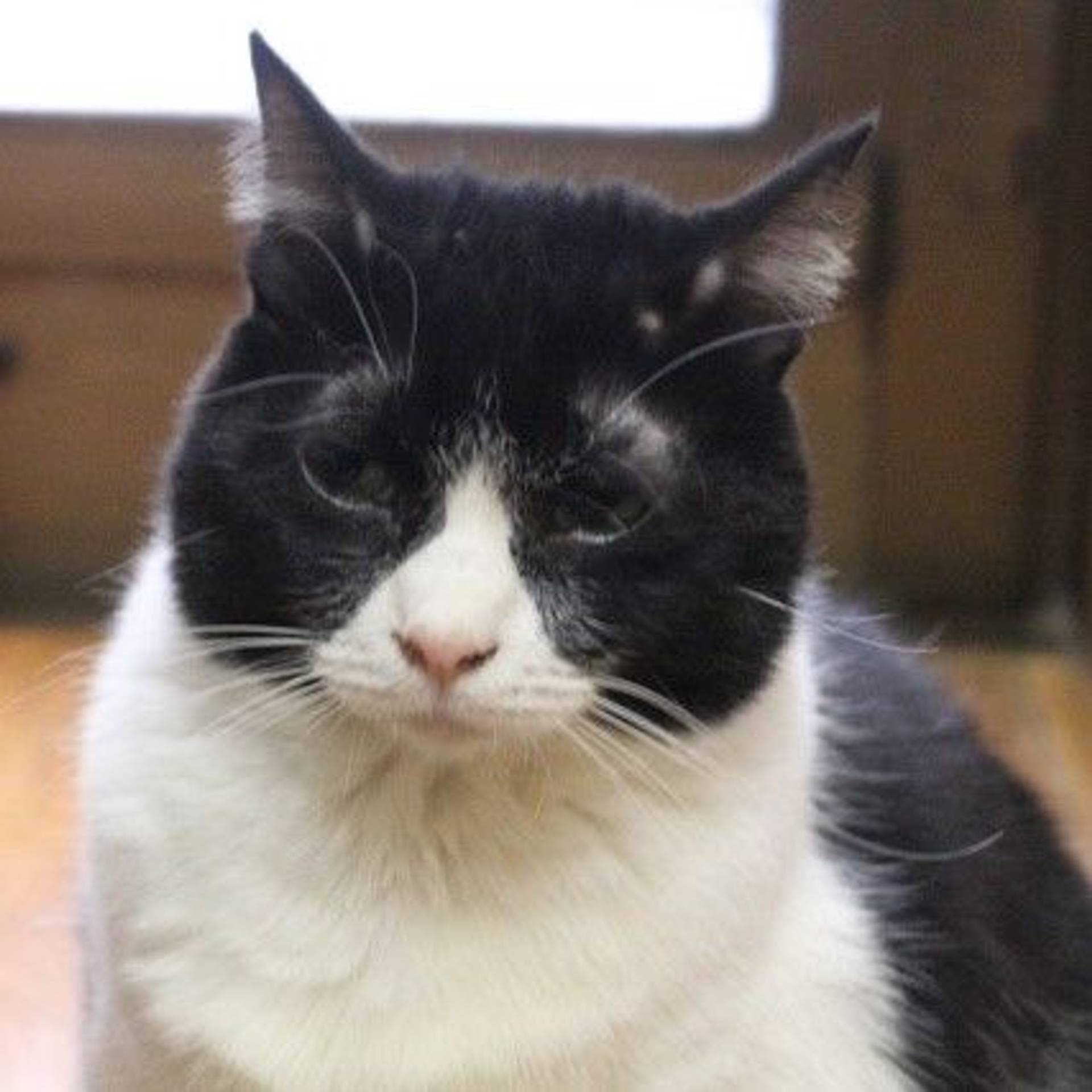 雑種（ミックス猫）・メスの里親募集の写真