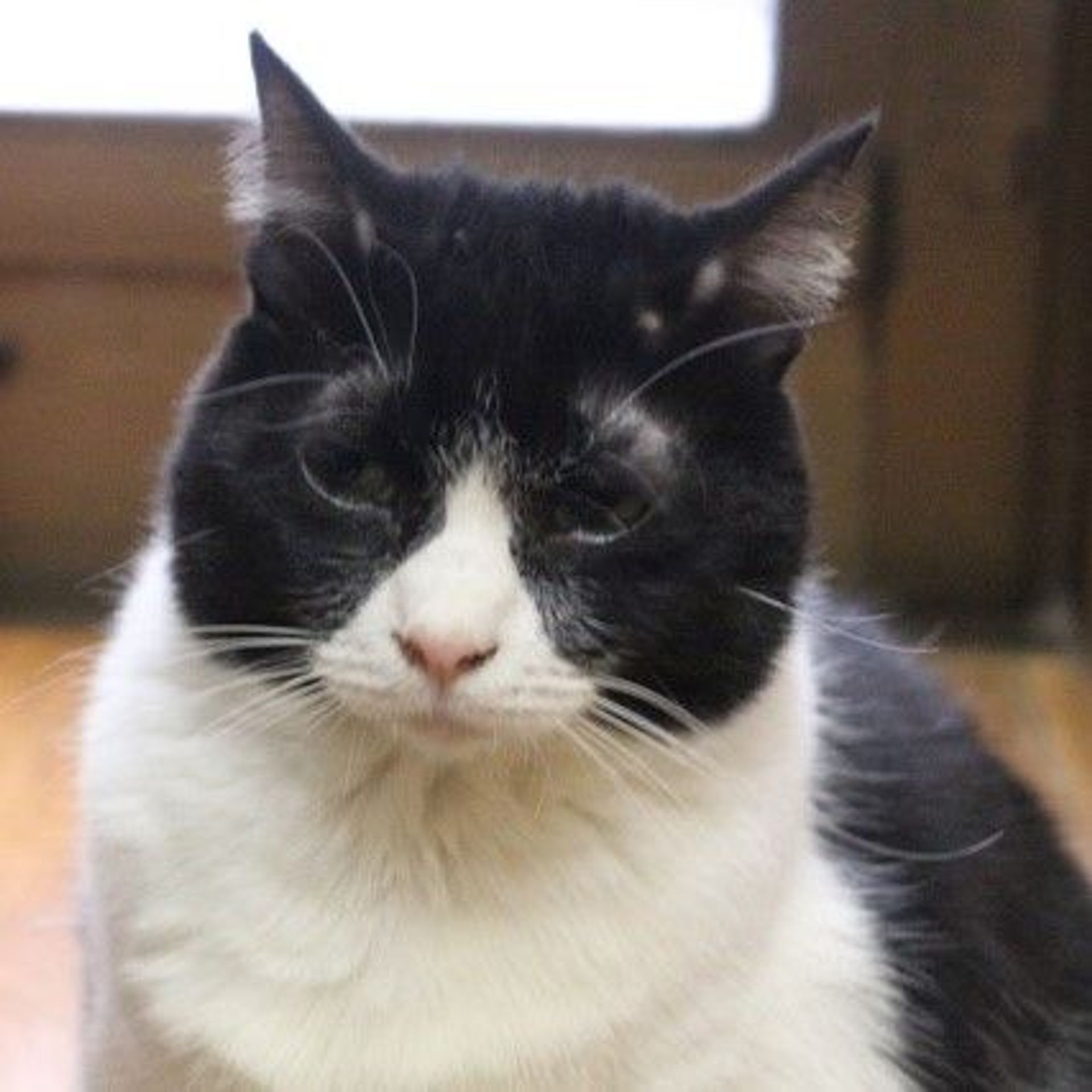 雑種（ミックス猫）・メスの里親募集の写真