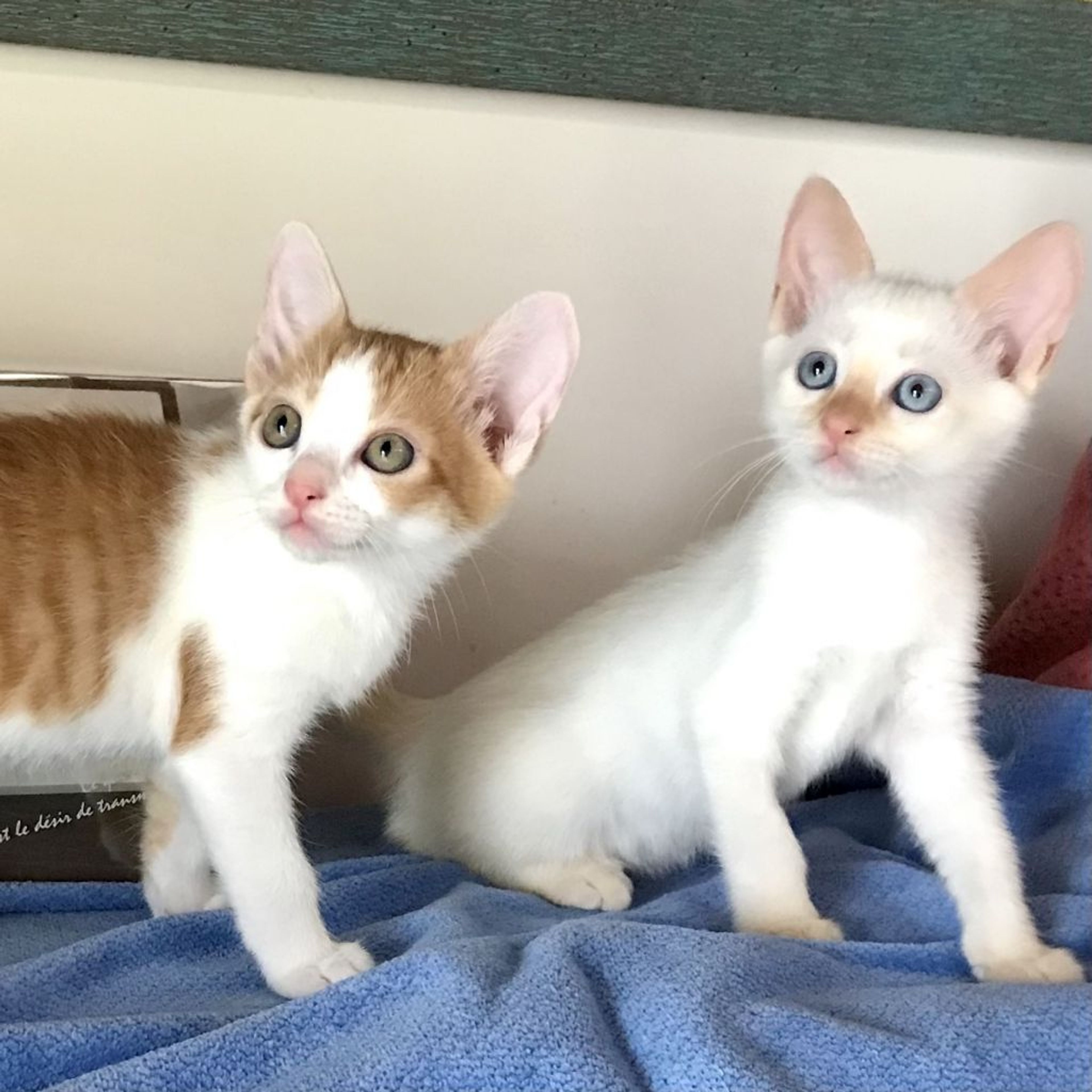 雑種（ミックス猫）・オスの里親募集の写真