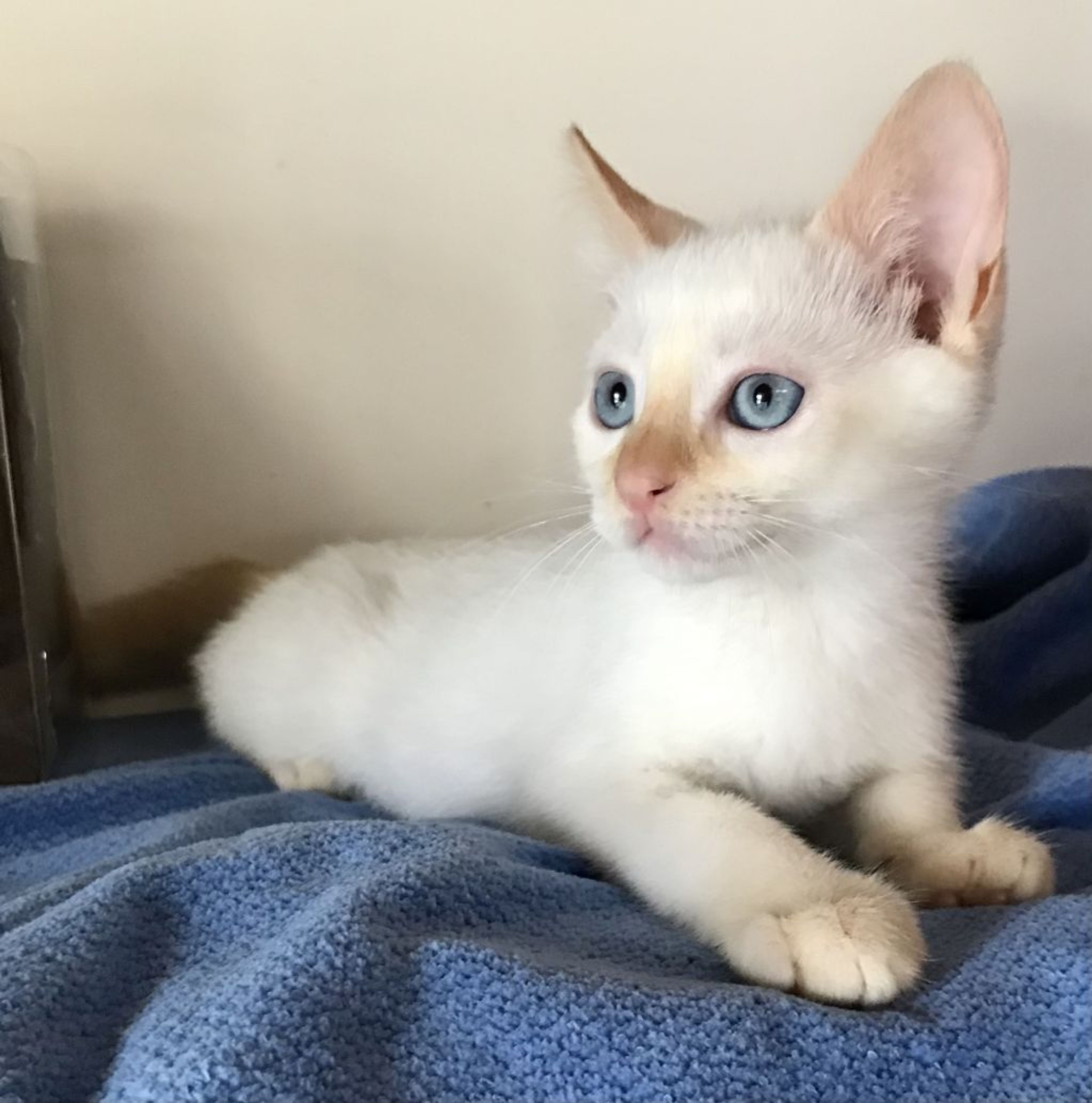 pet-image-3