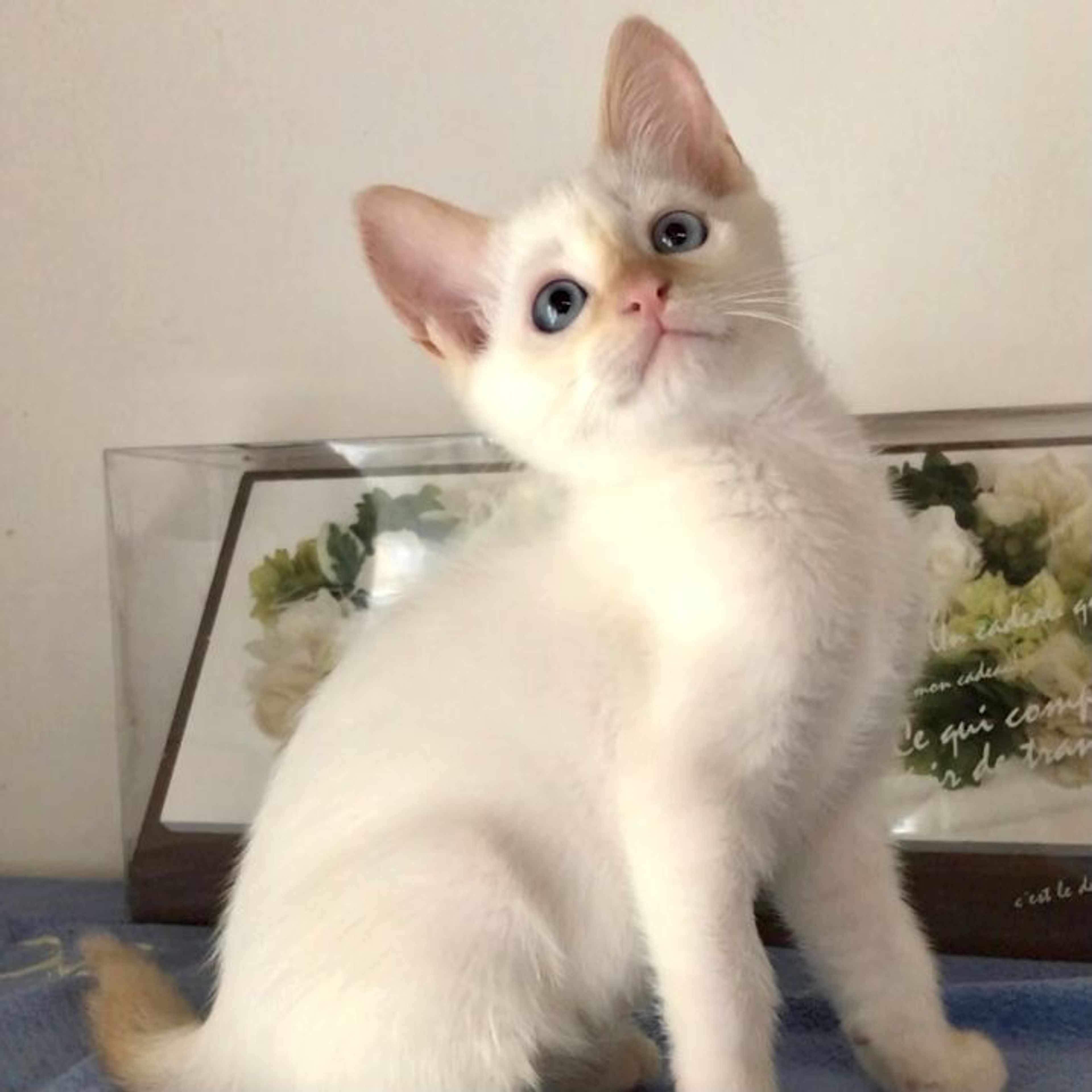 pet-image-4