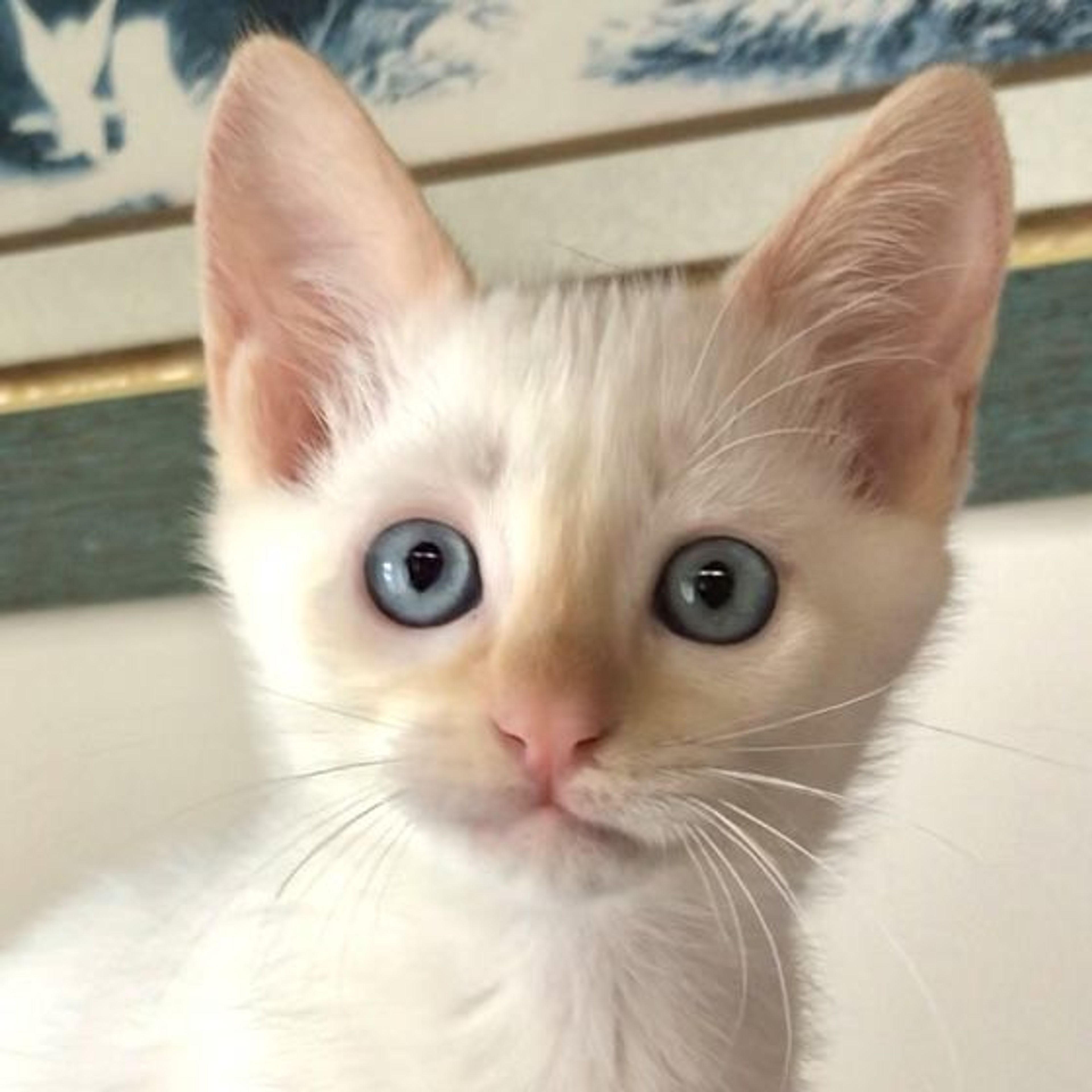 pet-image-5